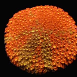 C152 - SDC CYLON ATTACK CYPHASTREA SM COLONY