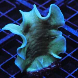 C155 - SDC MINT CHIP PAVONA XL