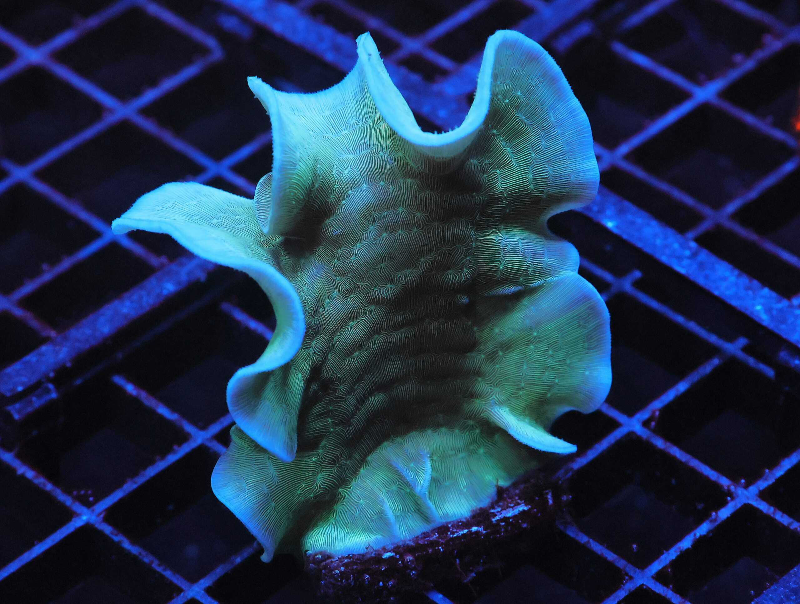 C155 - SDC MINT CHIP PAVONA XL