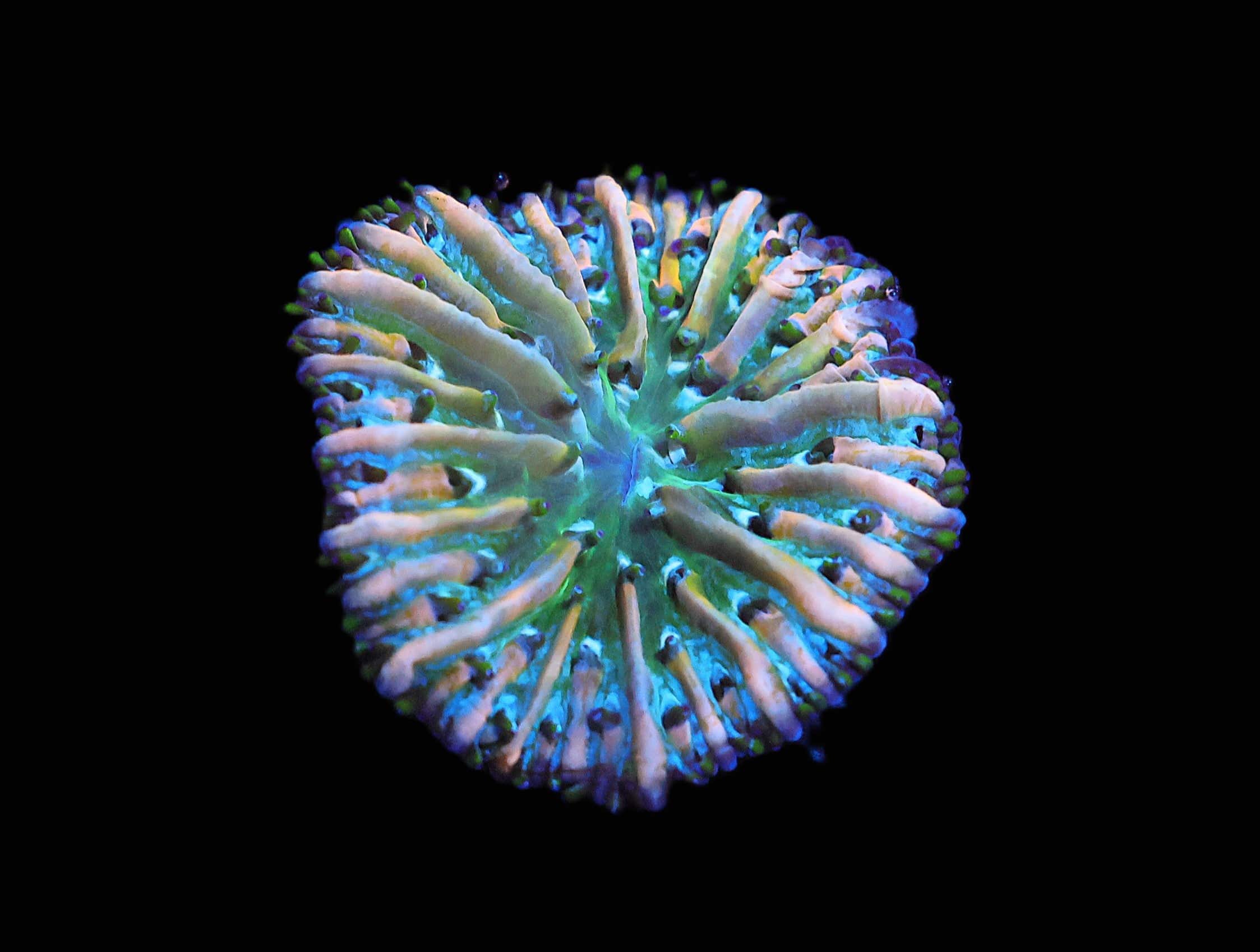 C171 - SDC FUNKY FUNGIA