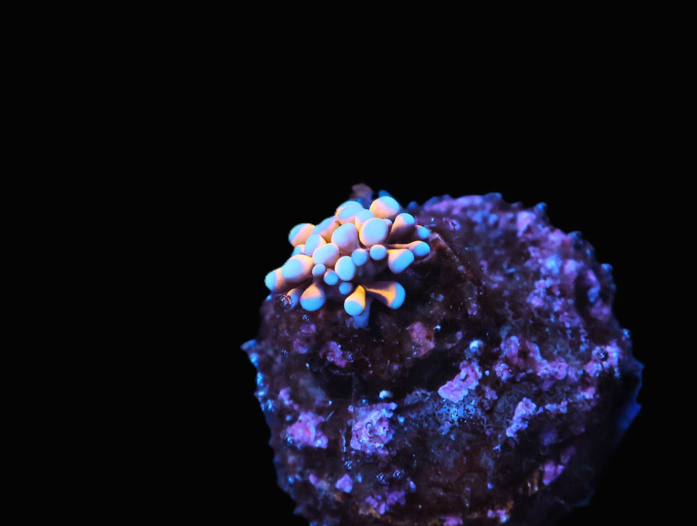 C231 - CAPTIVE SPAWN AUSSIE GOLD TORCH