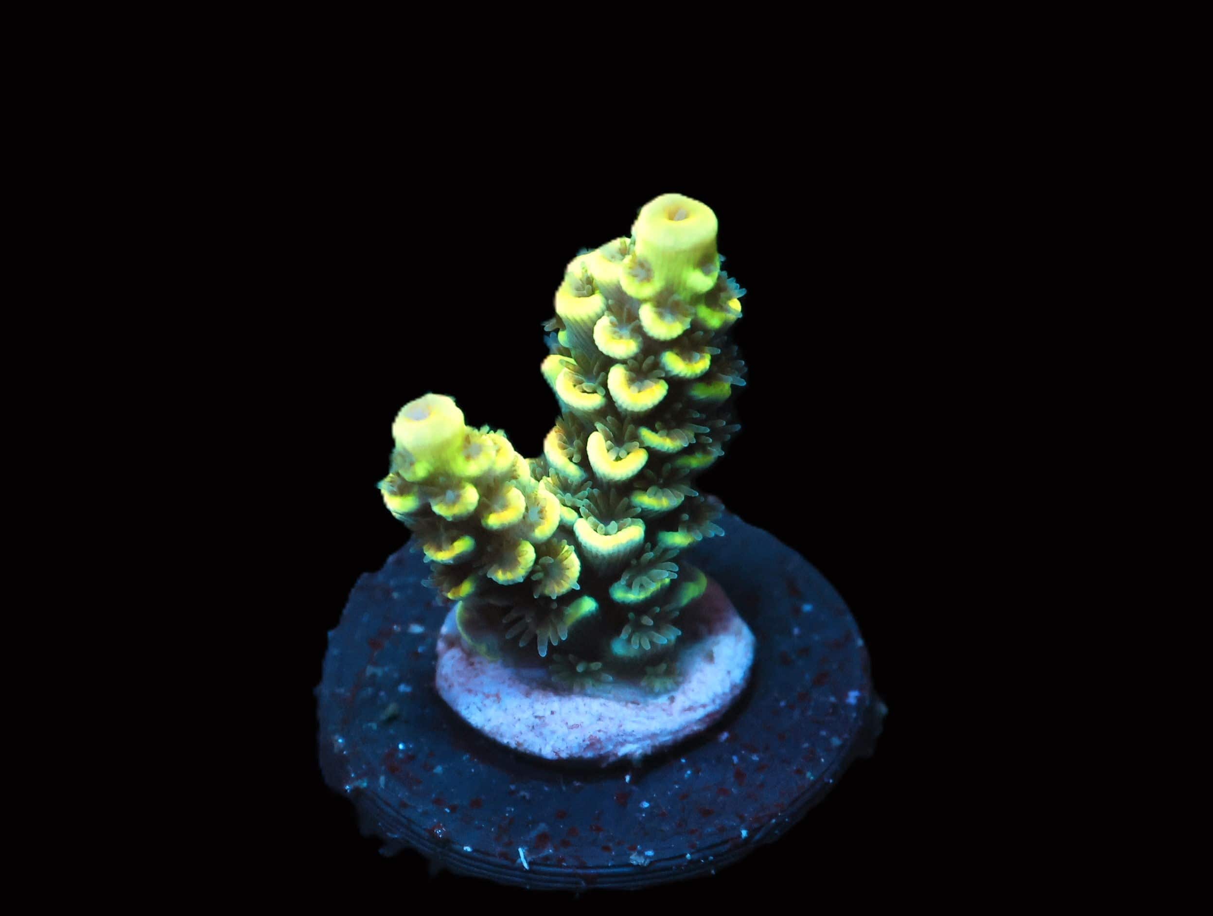 C264 - SDC ABBA ZABBA ACRO