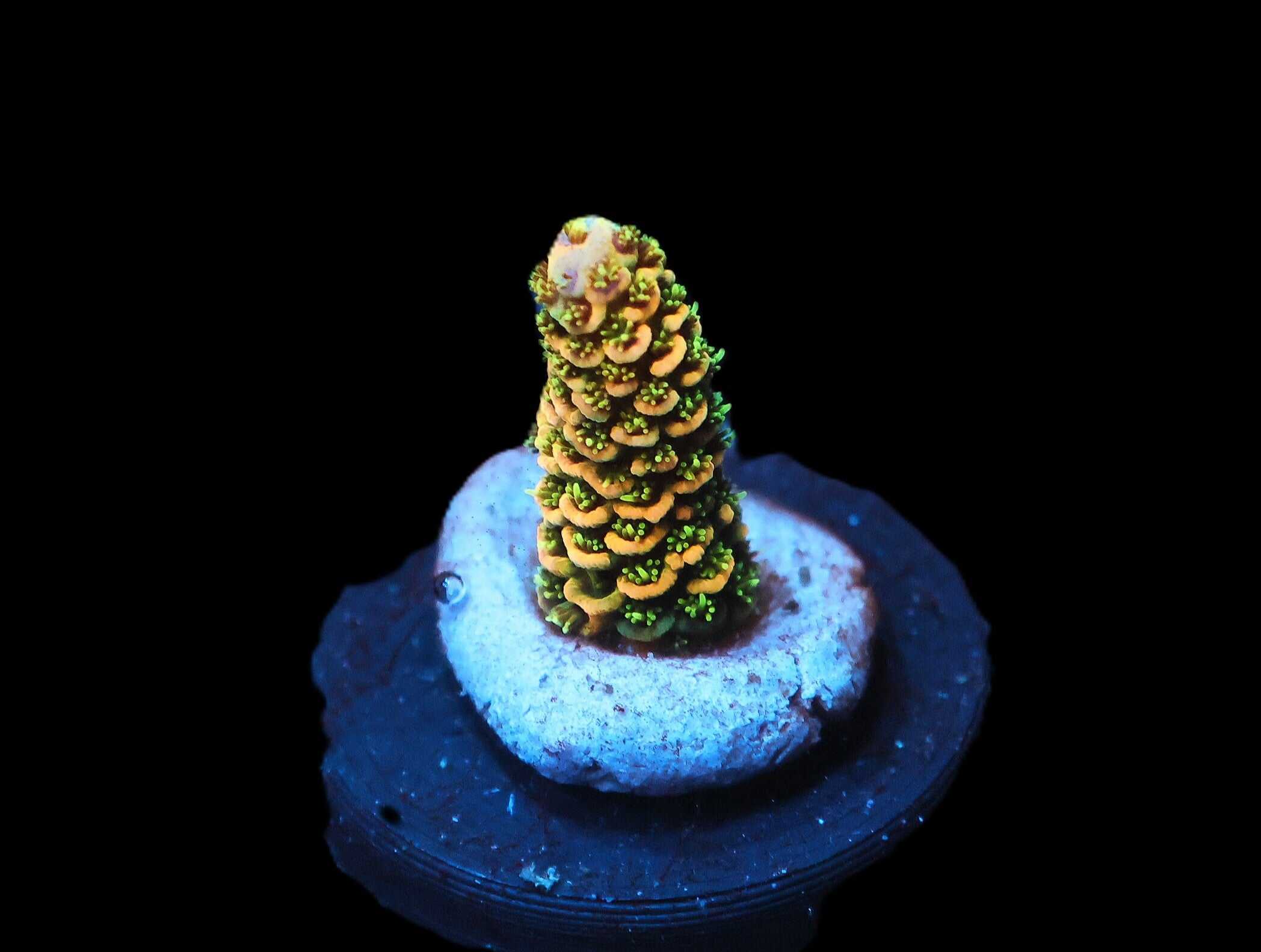 C277 - SDC FUZZY NAVEL ACRO