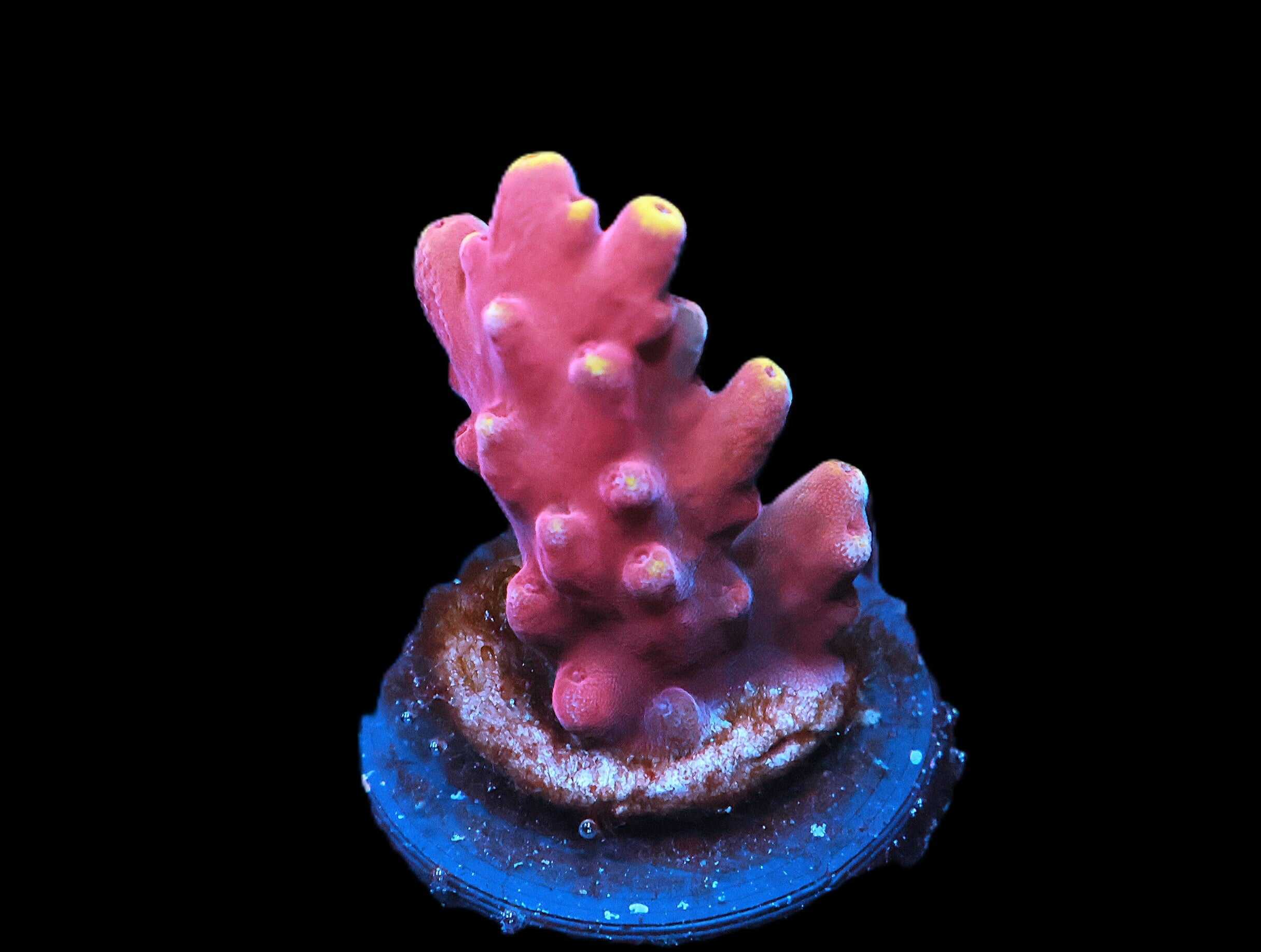 C286 - SDC RED PANDA ACRO