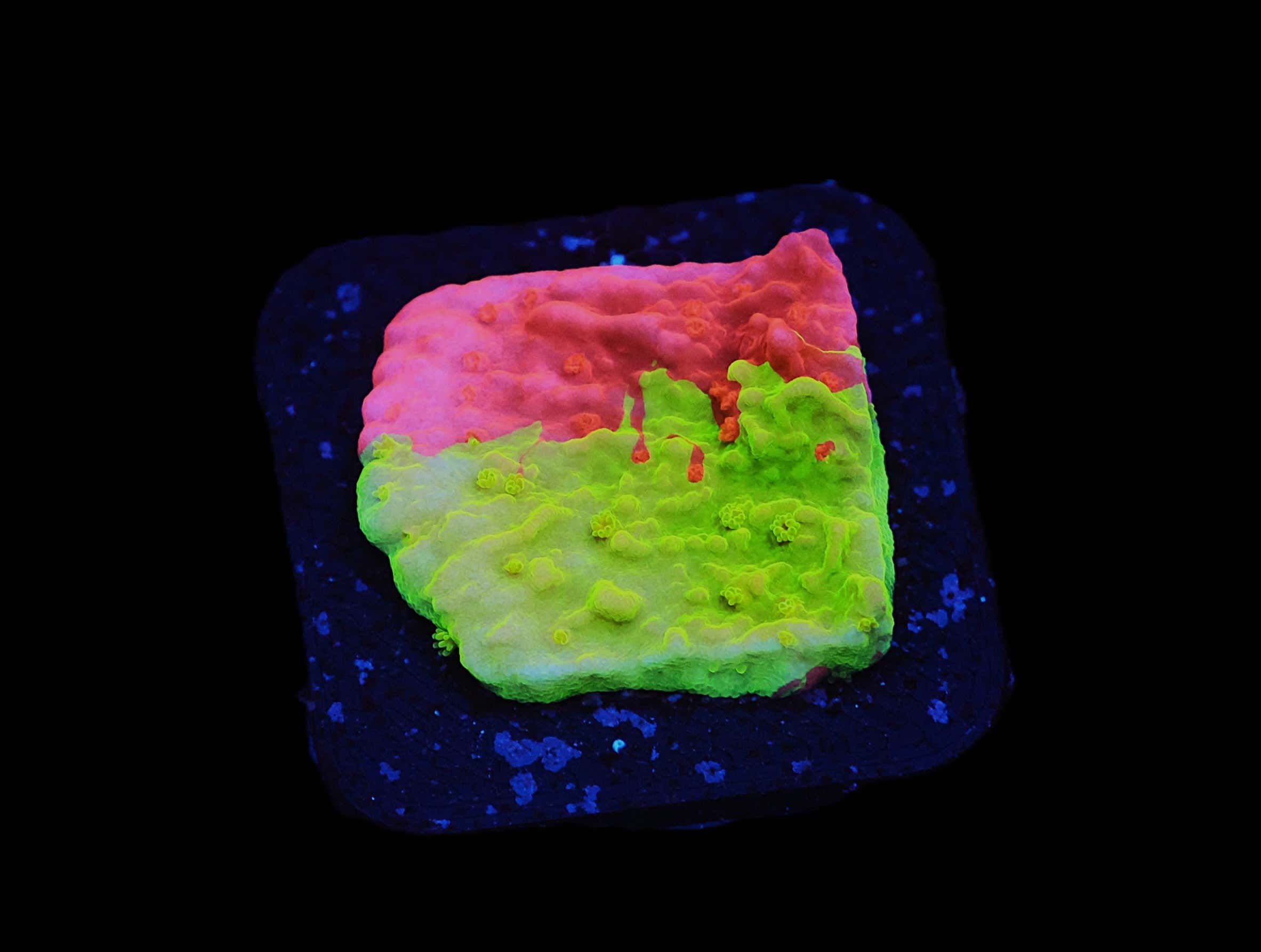 C29 - WWC JAWBREAKER MONTI