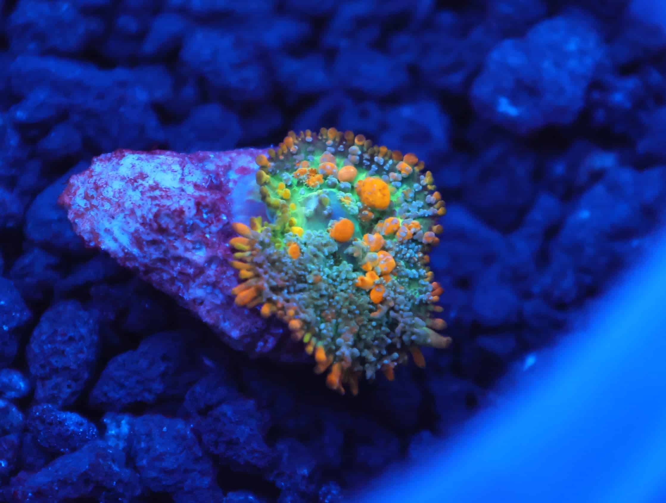 C294 - WWC SUNKIST BOUNCE RHODACTIS