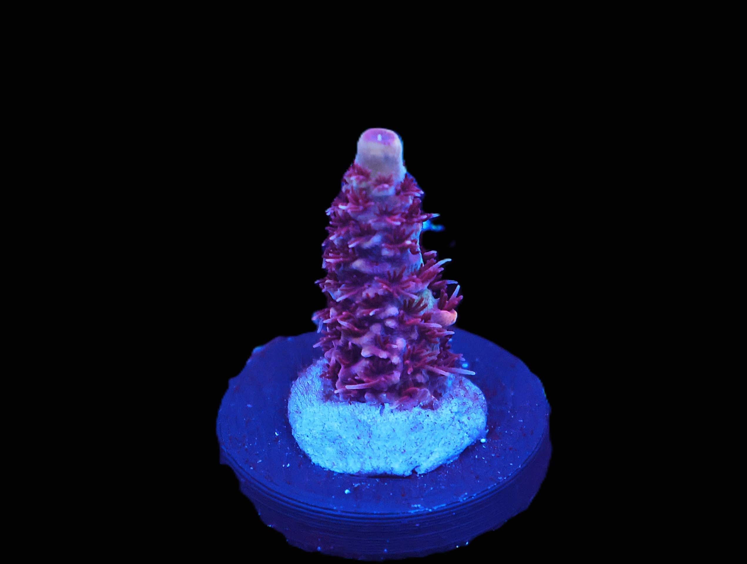 C300 - SDC BLUE RASPBERRY ACRO