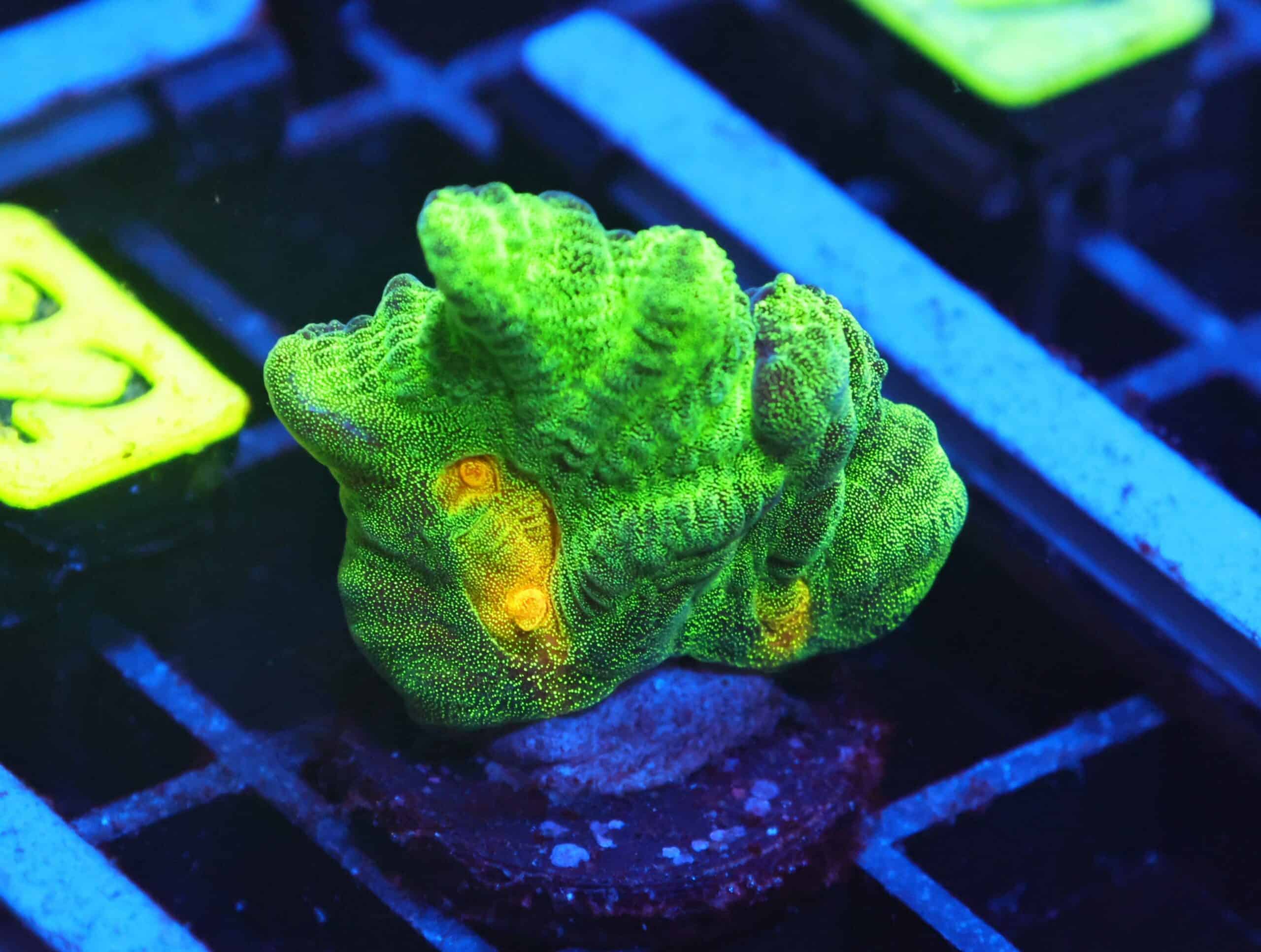 C32 - SDC SPACE INVADER PECTINIA