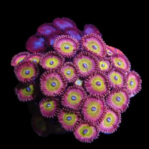 C367 - CULTURED ZOA GARDEN