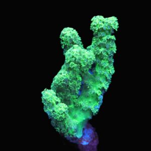 C44 - SDC GREEN RASTA LEATHER