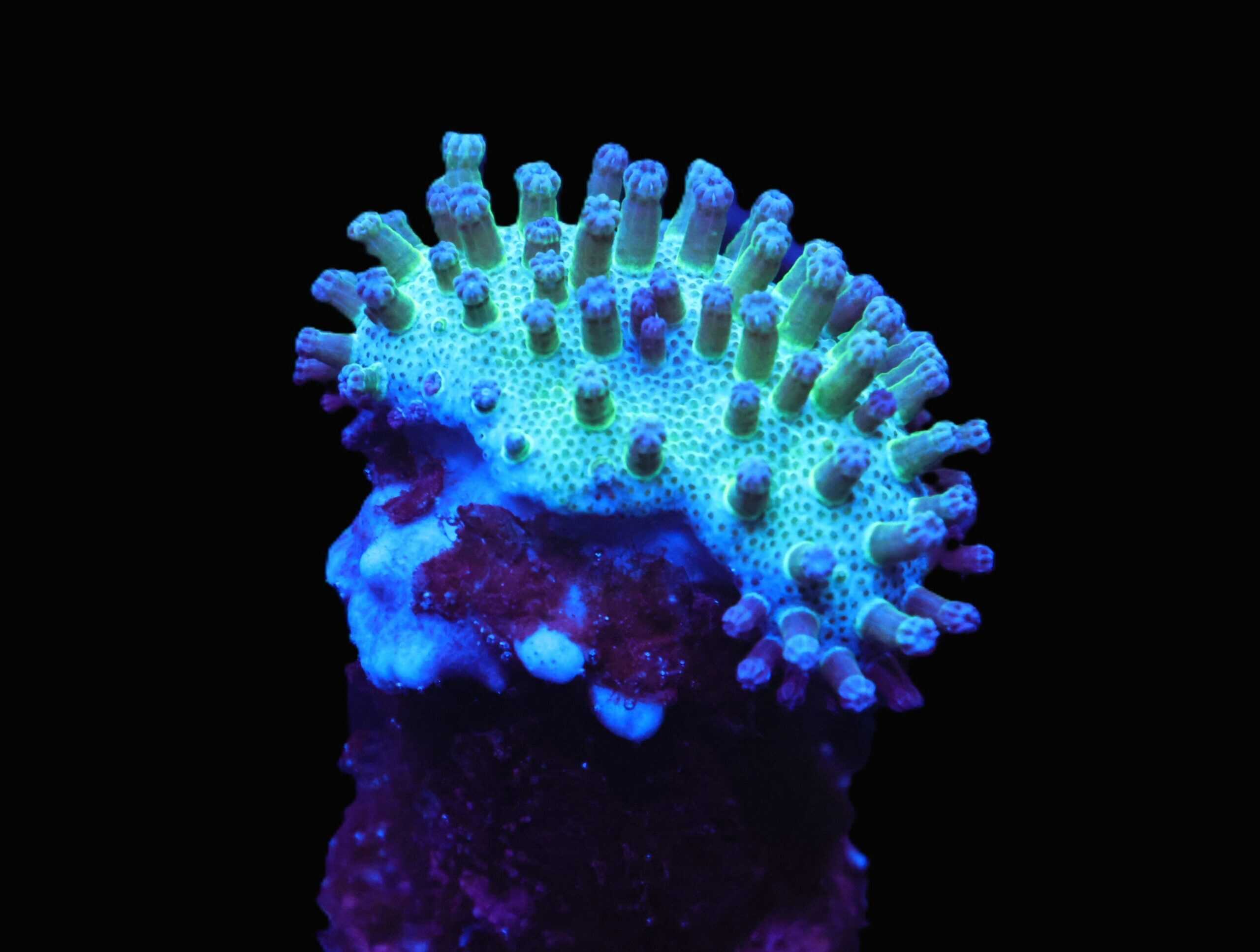 C56 - SDC JAPANESE GREEN SARCOPHYTON