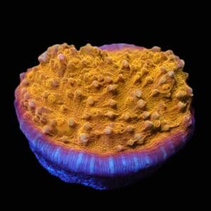 C65 - AUSSIE GOLD CHALICE CULTURED