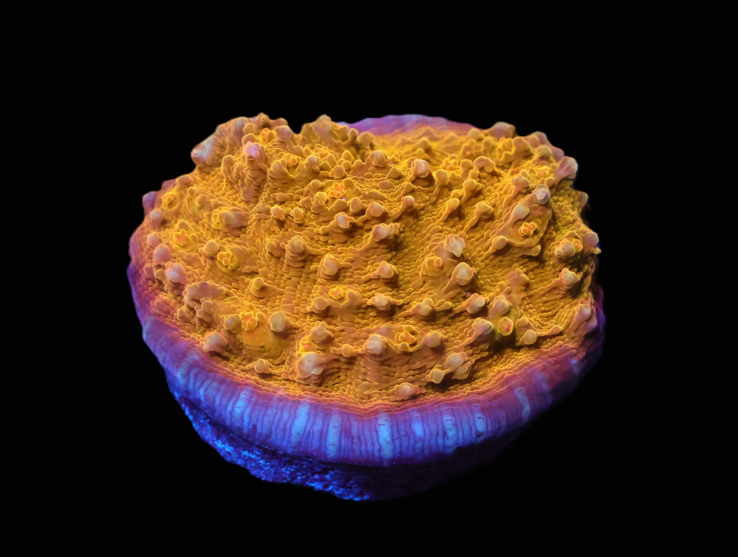 C65 - AUSSIE GOLD CHALICE CULTURED