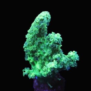 C69 - SDC GREEN RASTA LEATHER