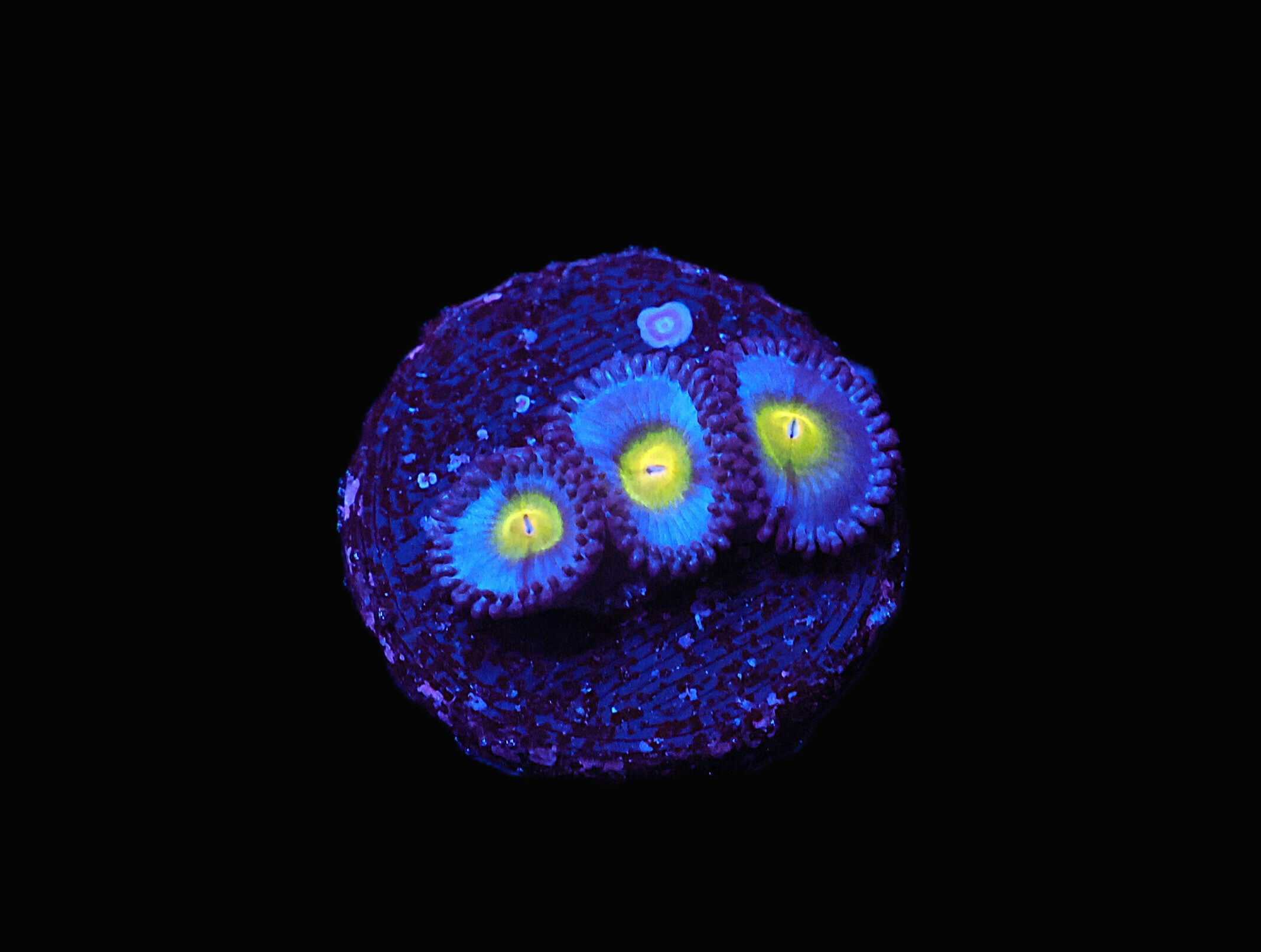 C72 - ALMOST WYSIWYG SDC AOI ZOA/PALY