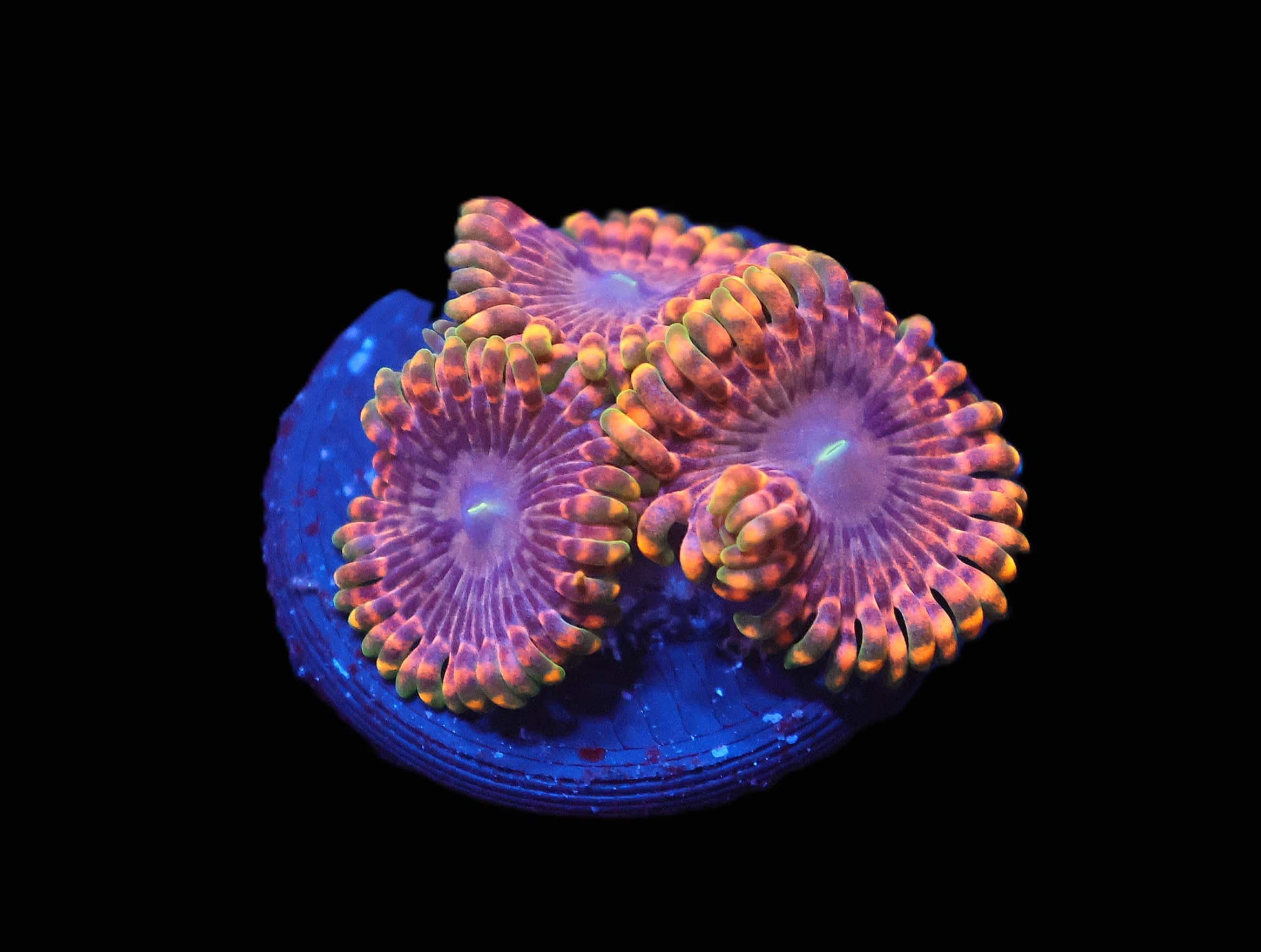 C73 - SDC FAIRY FART ZOA/PALY