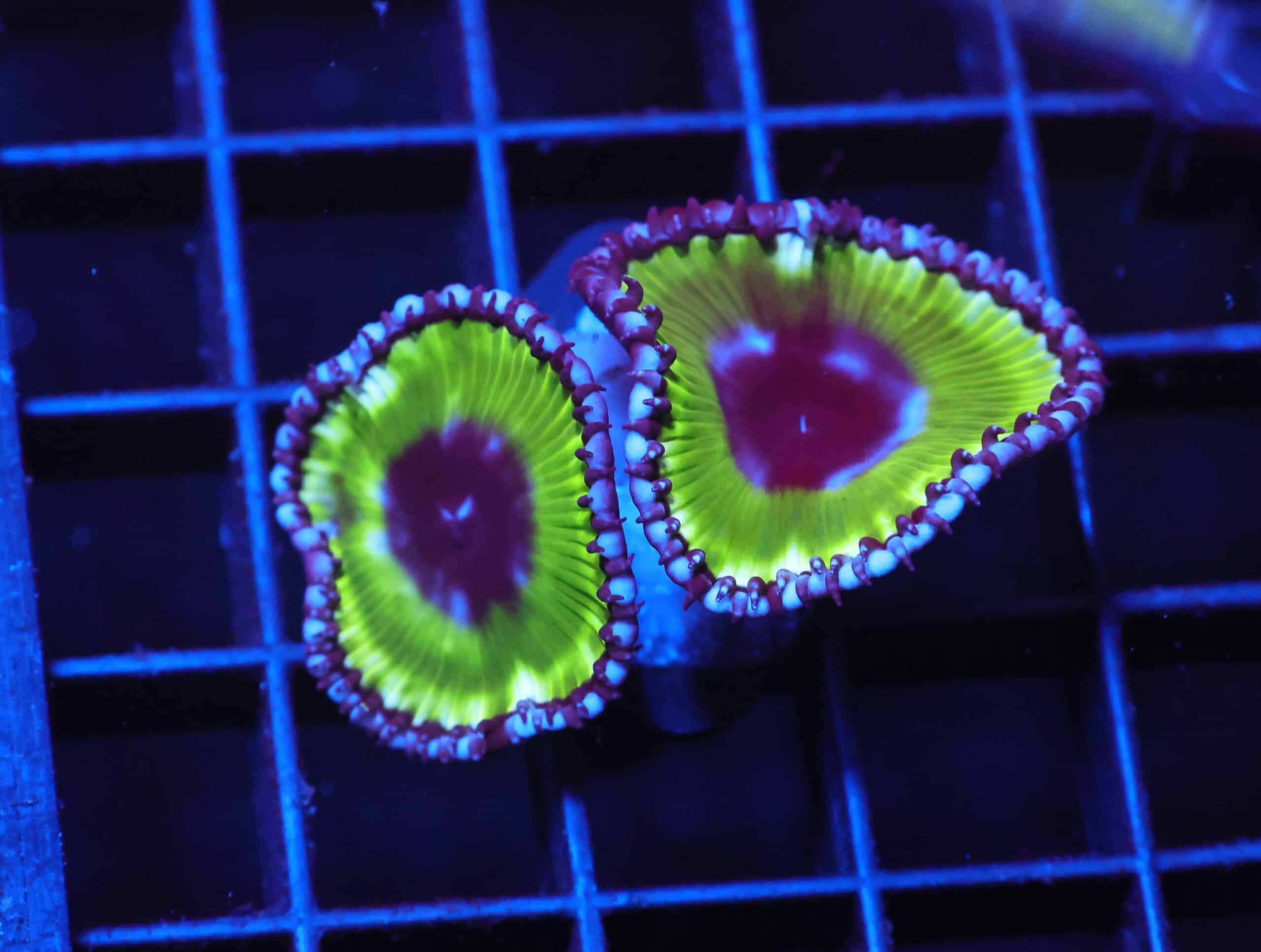 C79 - SDC GRANDIS ZOA/PALY