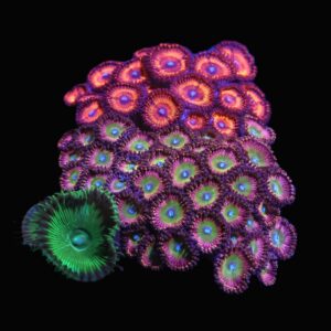 C86 - CULTURED ZOA GARDEN