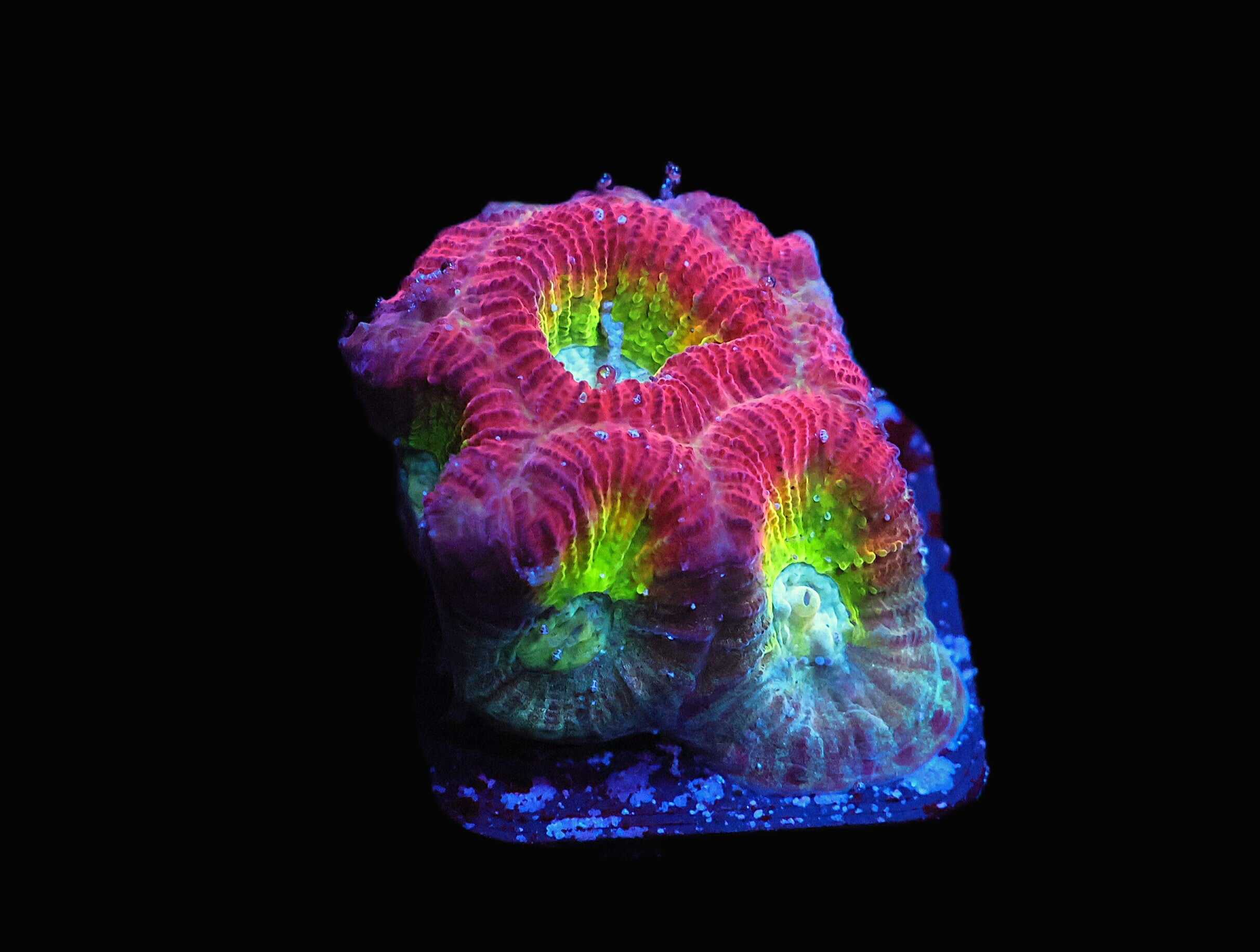 C91 - SDC RAINBOW FAVIA TURQOISE