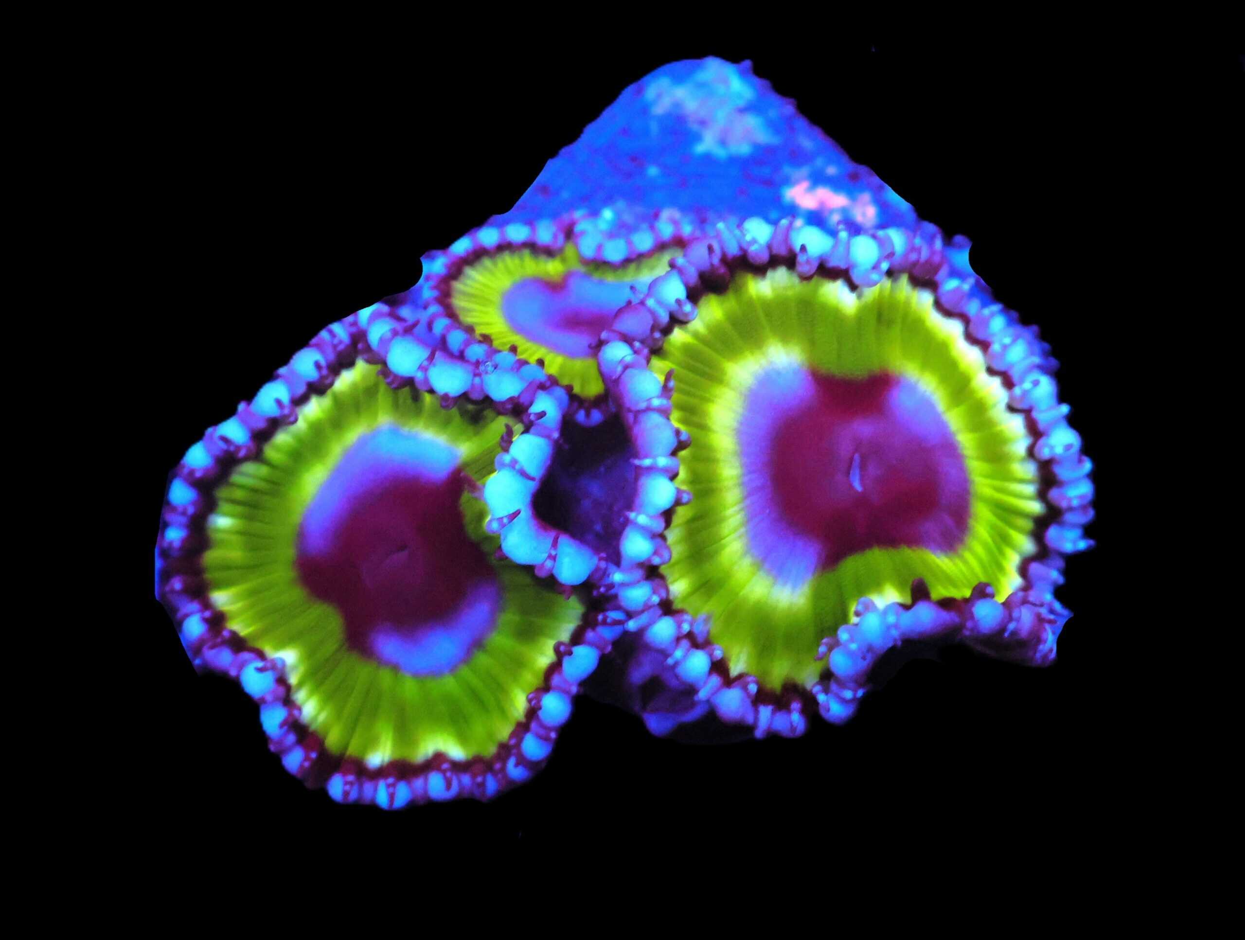 C94 - SDC GRANDIS ZOA/PALY