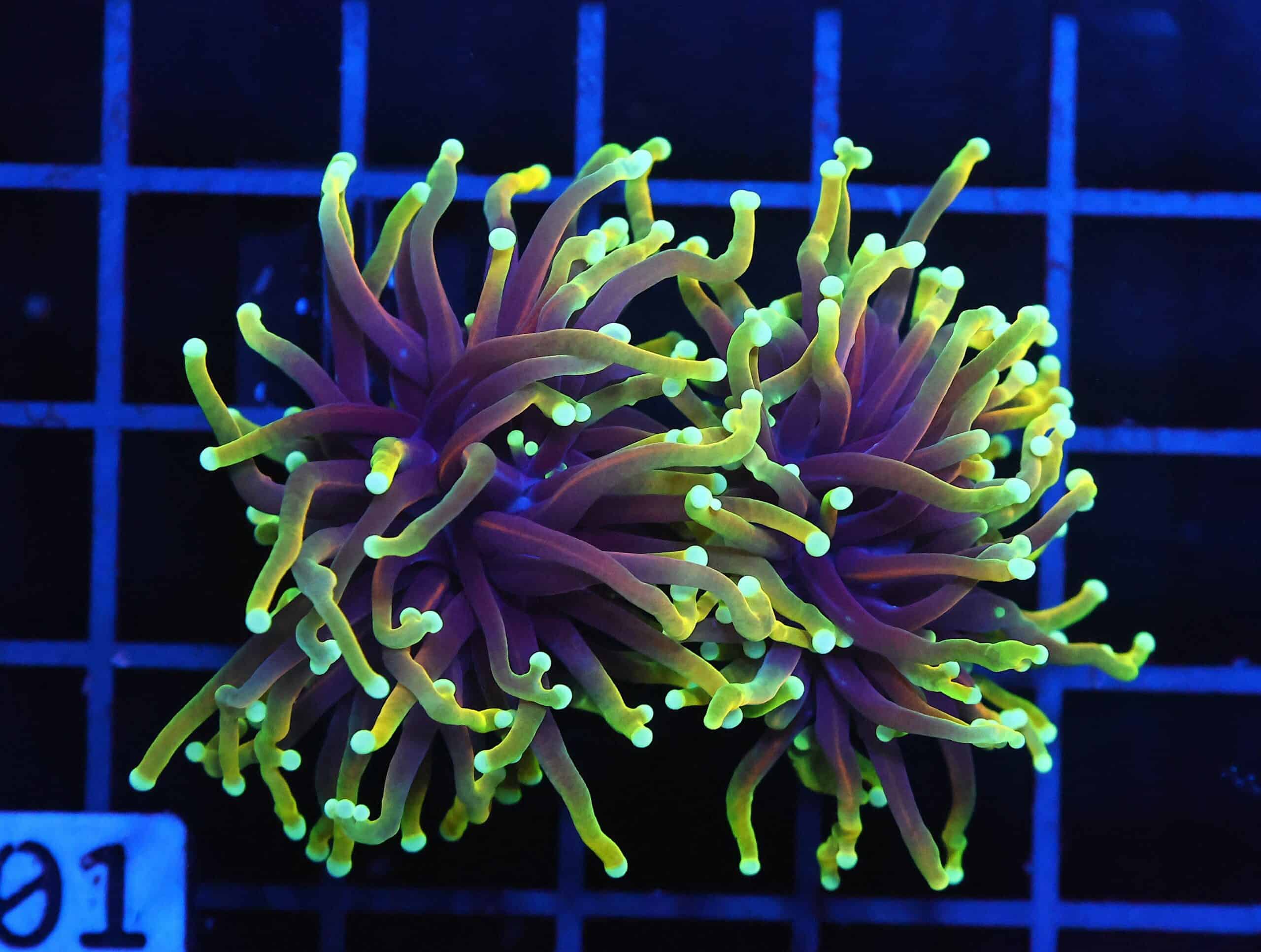 D01 - INDO TORCH HELLFIRE 2 HEAD