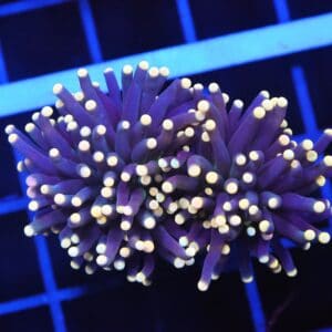 D03 - INDO TORCH BLACK LIGHT 2 HEAD