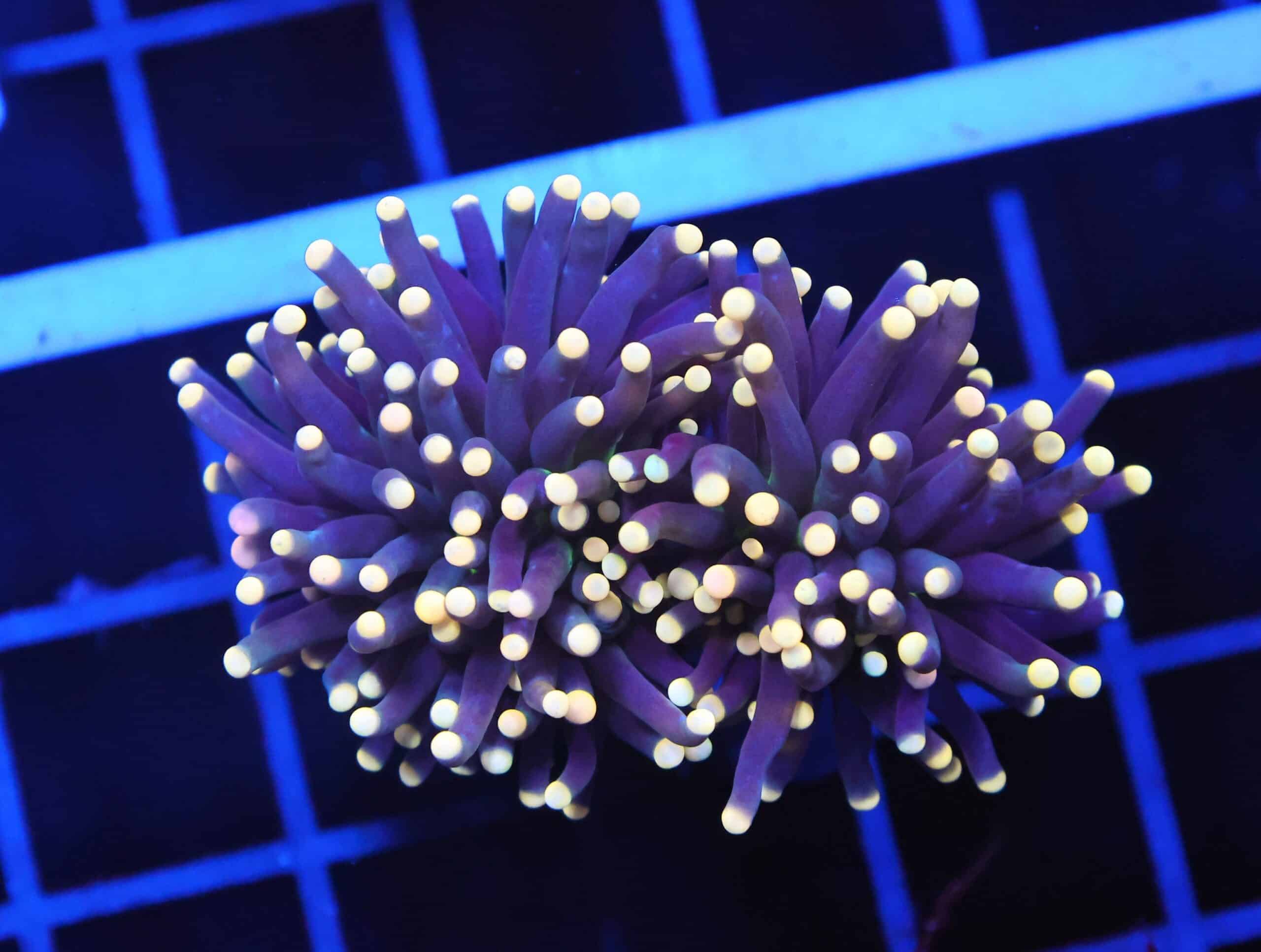 D03 - INDO TORCH BLACK LIGHT 2 HEAD