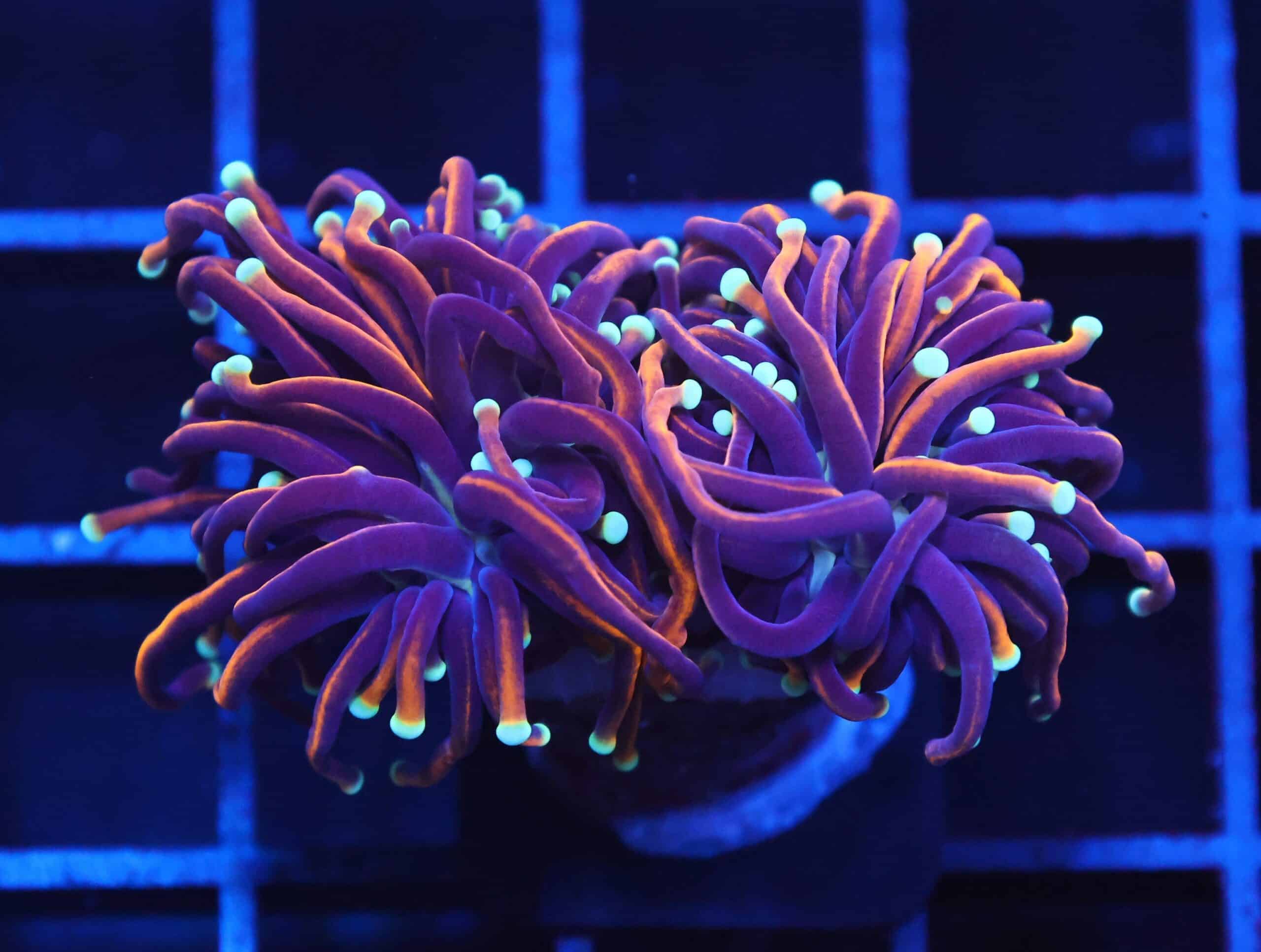 D07 - INDO TORCH GOLD VARIANT 2 HEAD