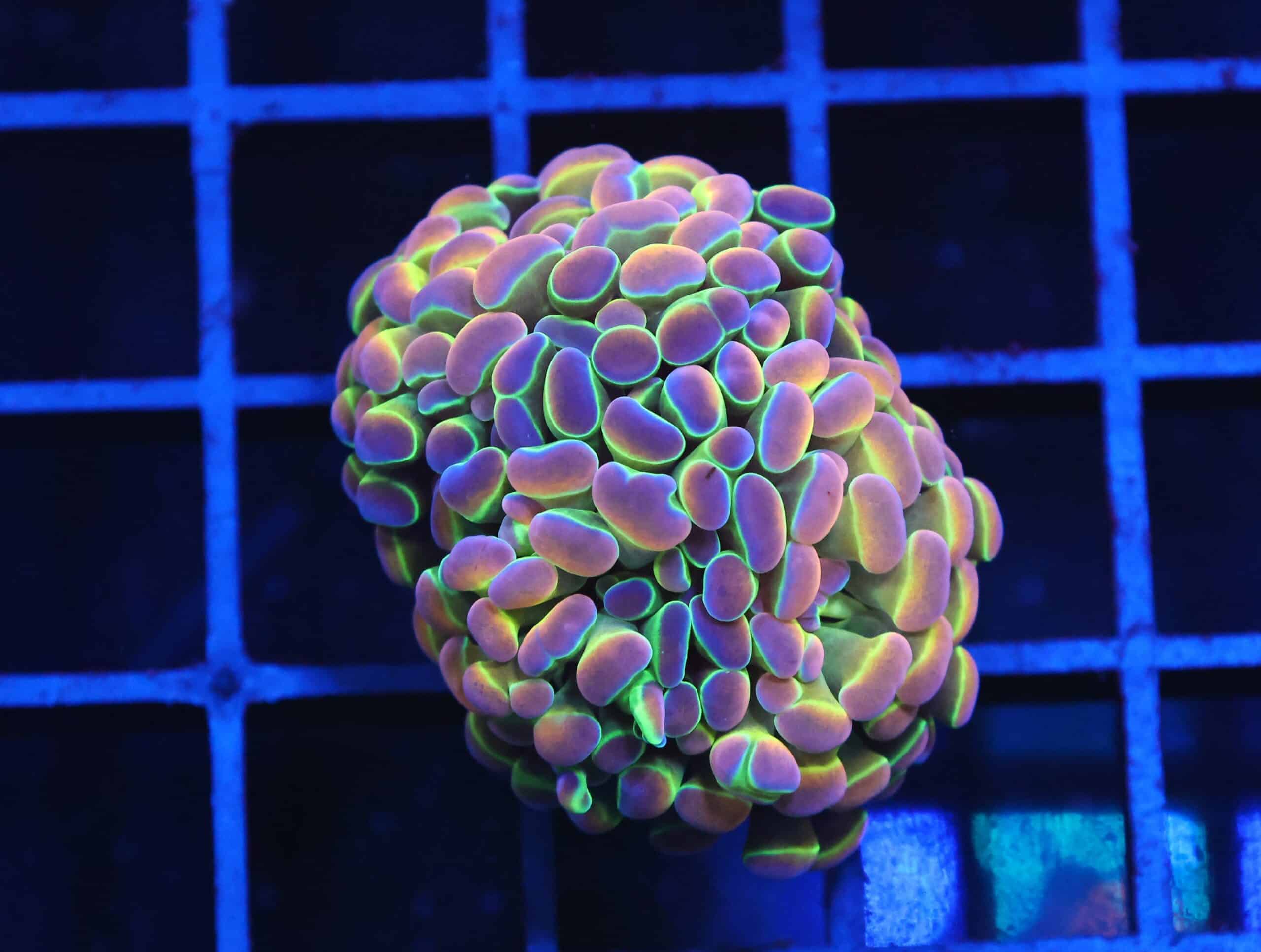 D10 - INDO HAMMER BRANCH TRUE HOLOGRAM 2 HEAD