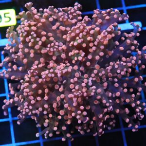 D100 - INDO FROGSPAWN BRANCH ORANGE 1 HEAD