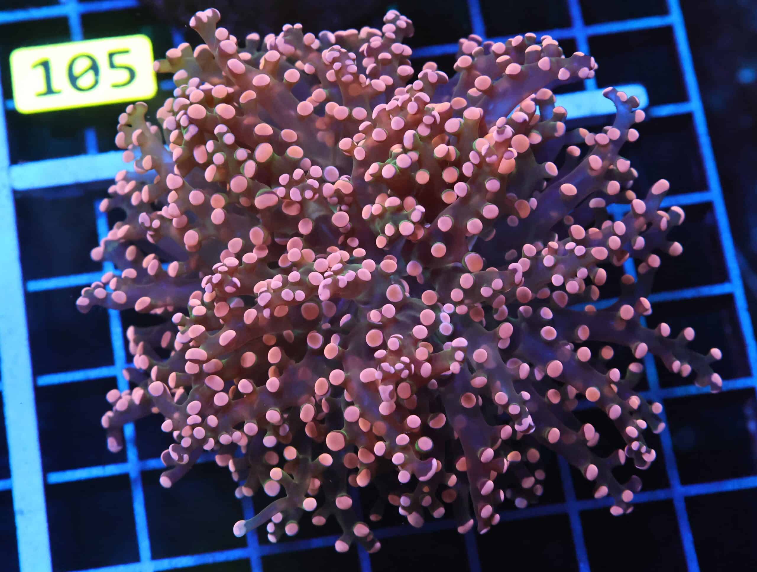 D100 - INDO FROGSPAWN BRANCH ORANGE 1 HEAD