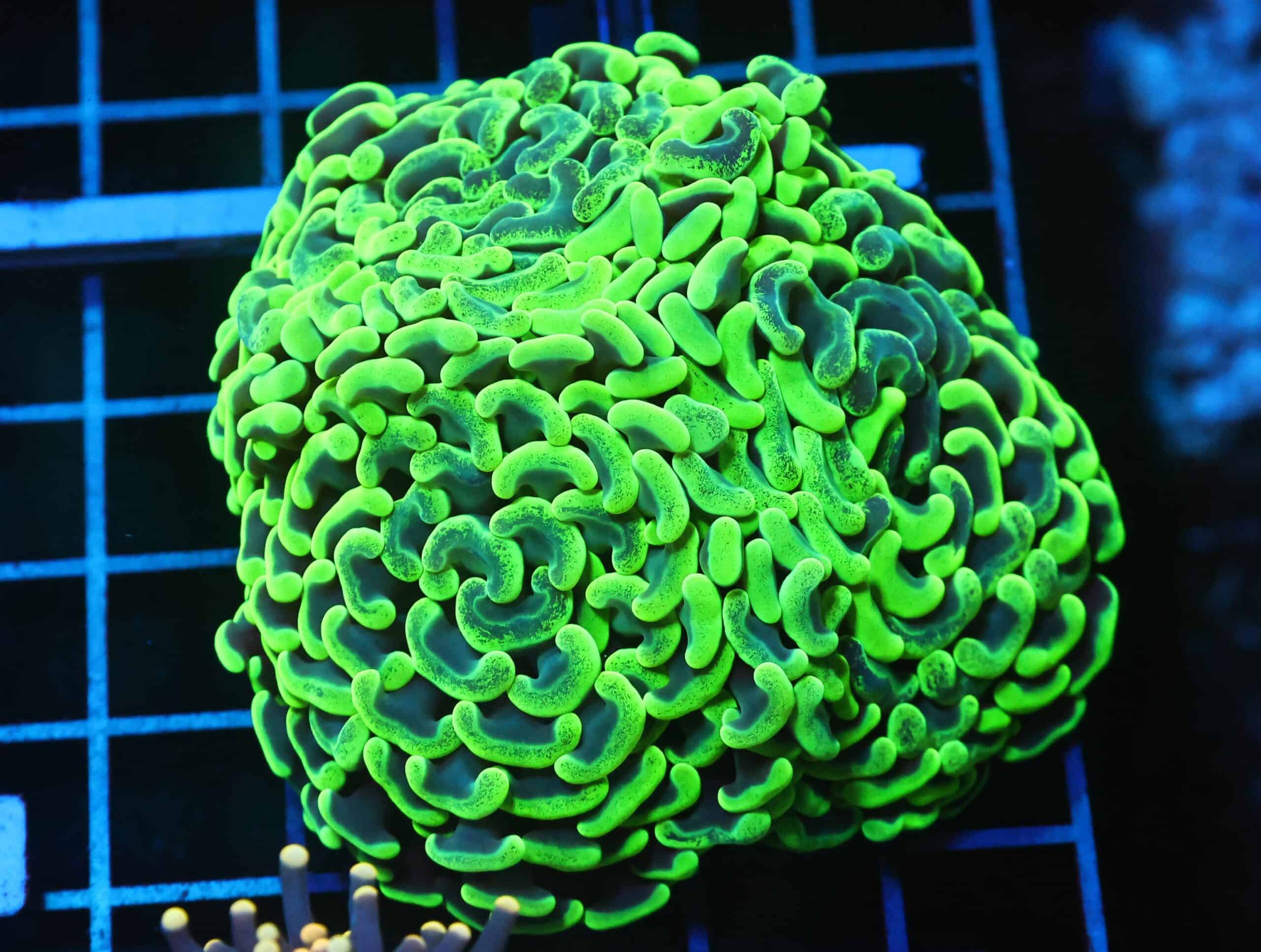 D110 - AUSSIE HAMMER THICK BRANCH TOXIC SPLATTER 3 HEAD