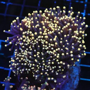 D112 - INDO TORCH BLACK LIGHT 7 HEAD