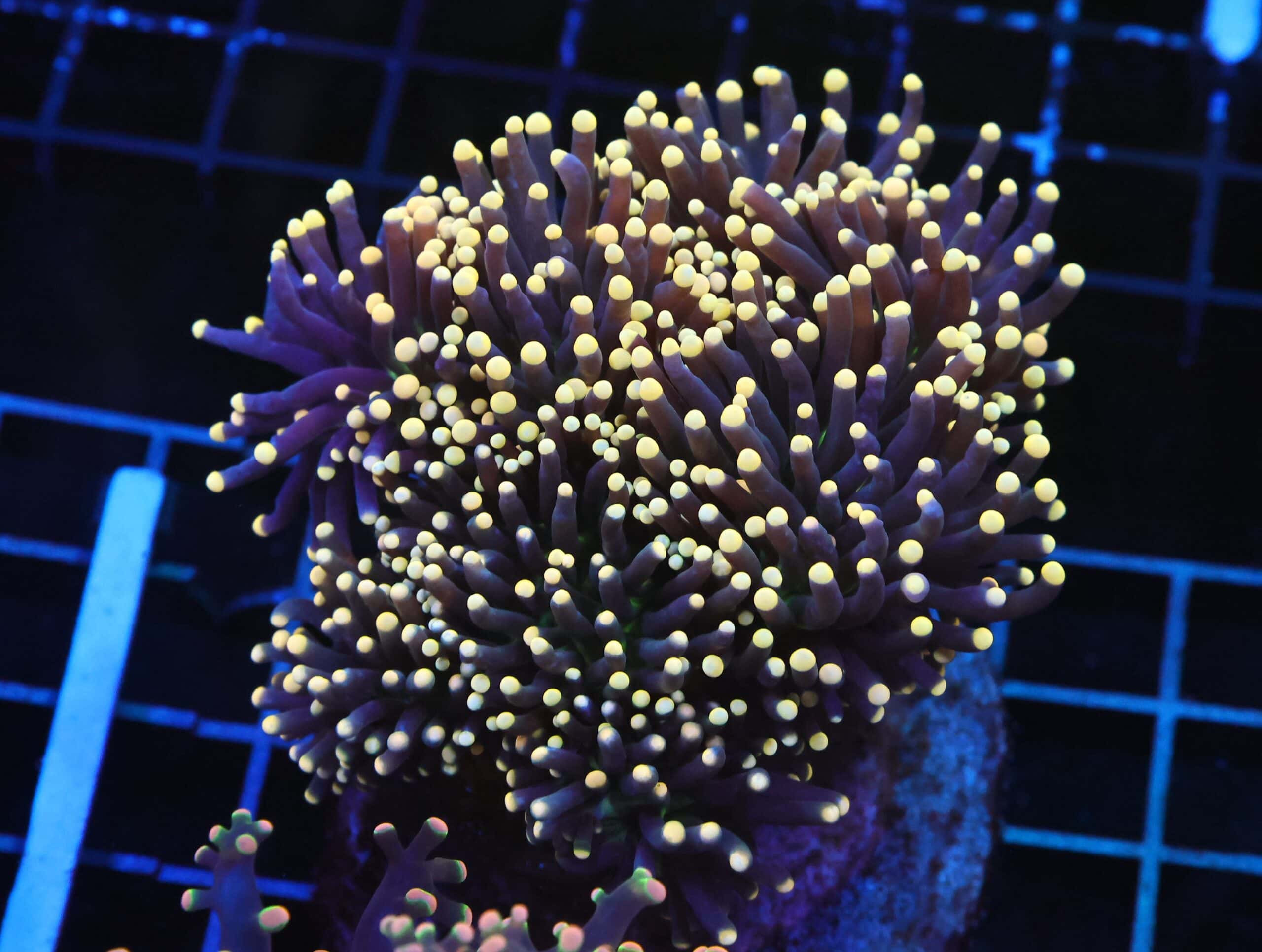 D112 - INDO TORCH BLACK LIGHT 7 HEAD