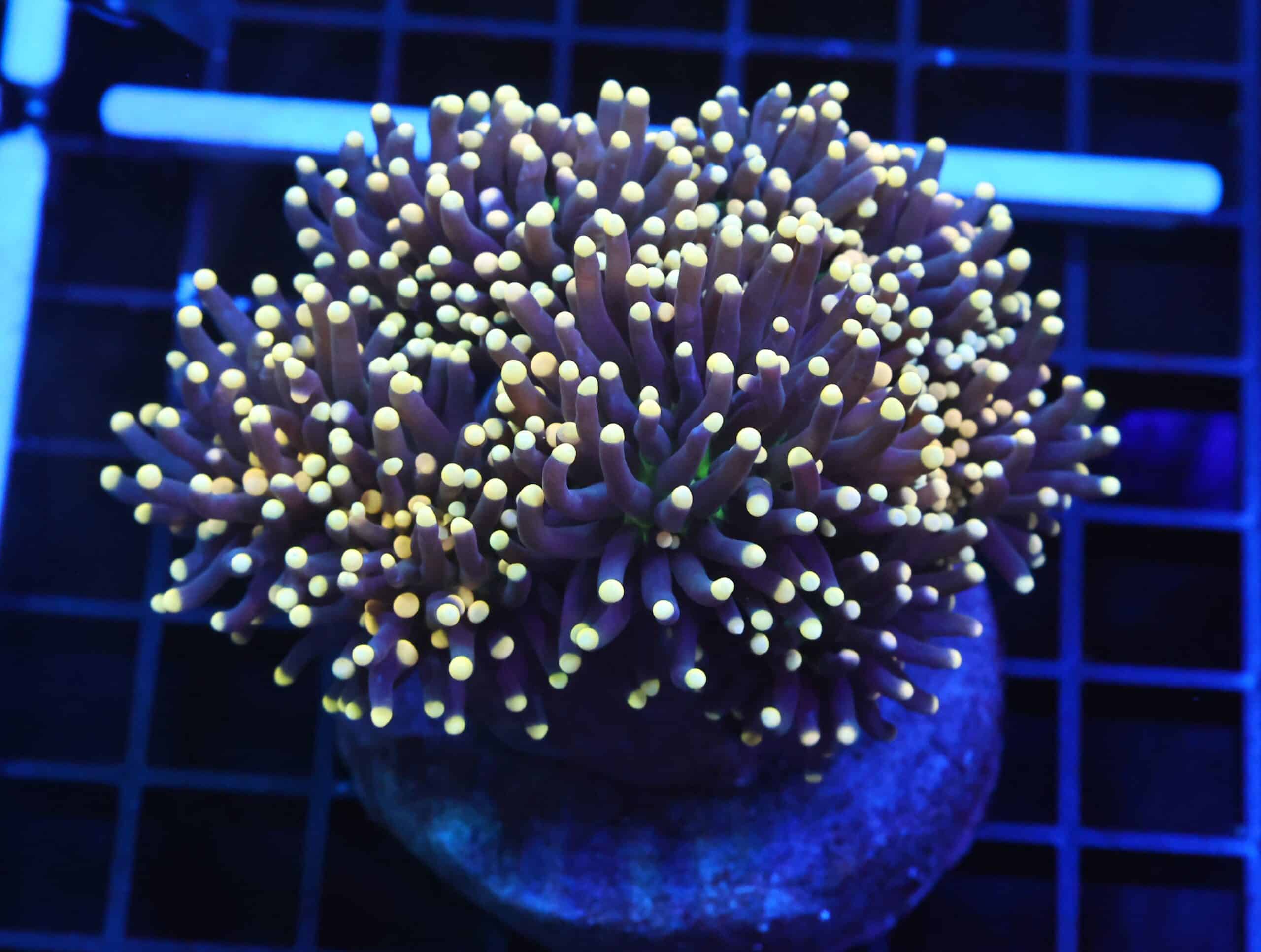 D121 - INDO TORCH BLACK LIGHT 7 HEAD