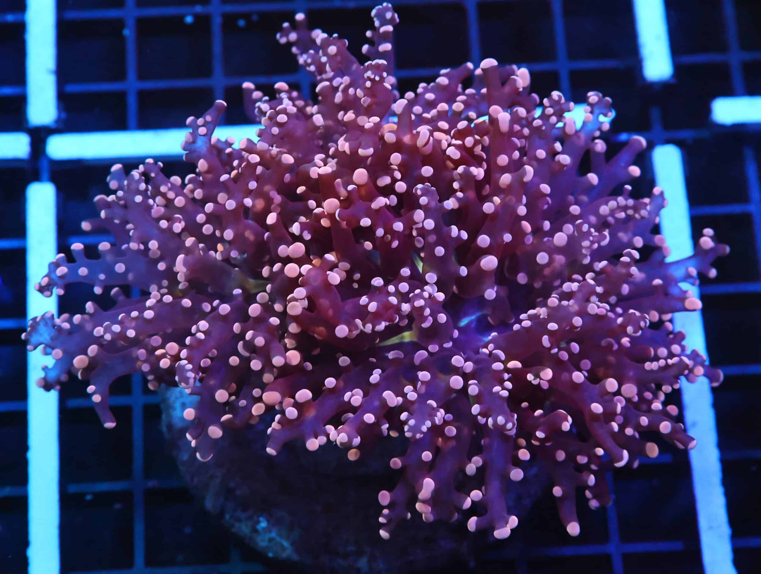 D127 - INDO FROGPSAWN BRANCH PEACH 3 HEAD