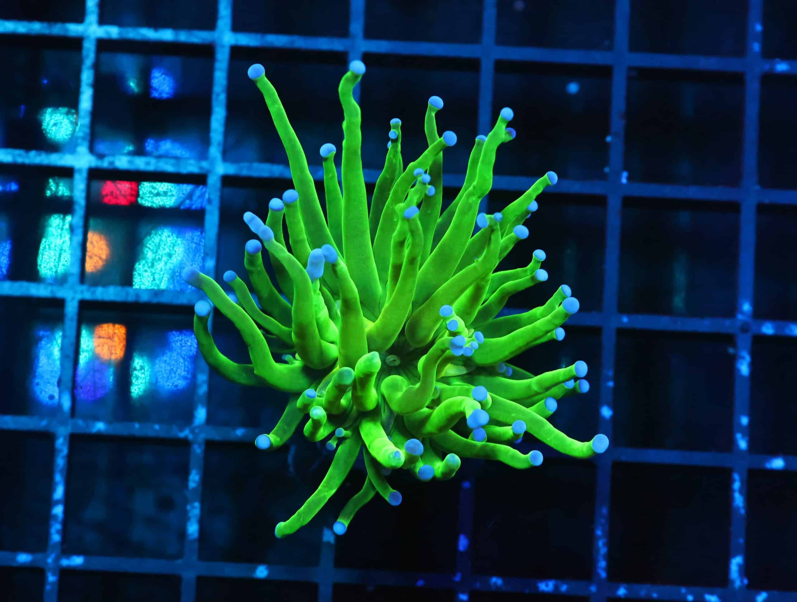 D133 - INDO TORCH TOODS 1 HEAD