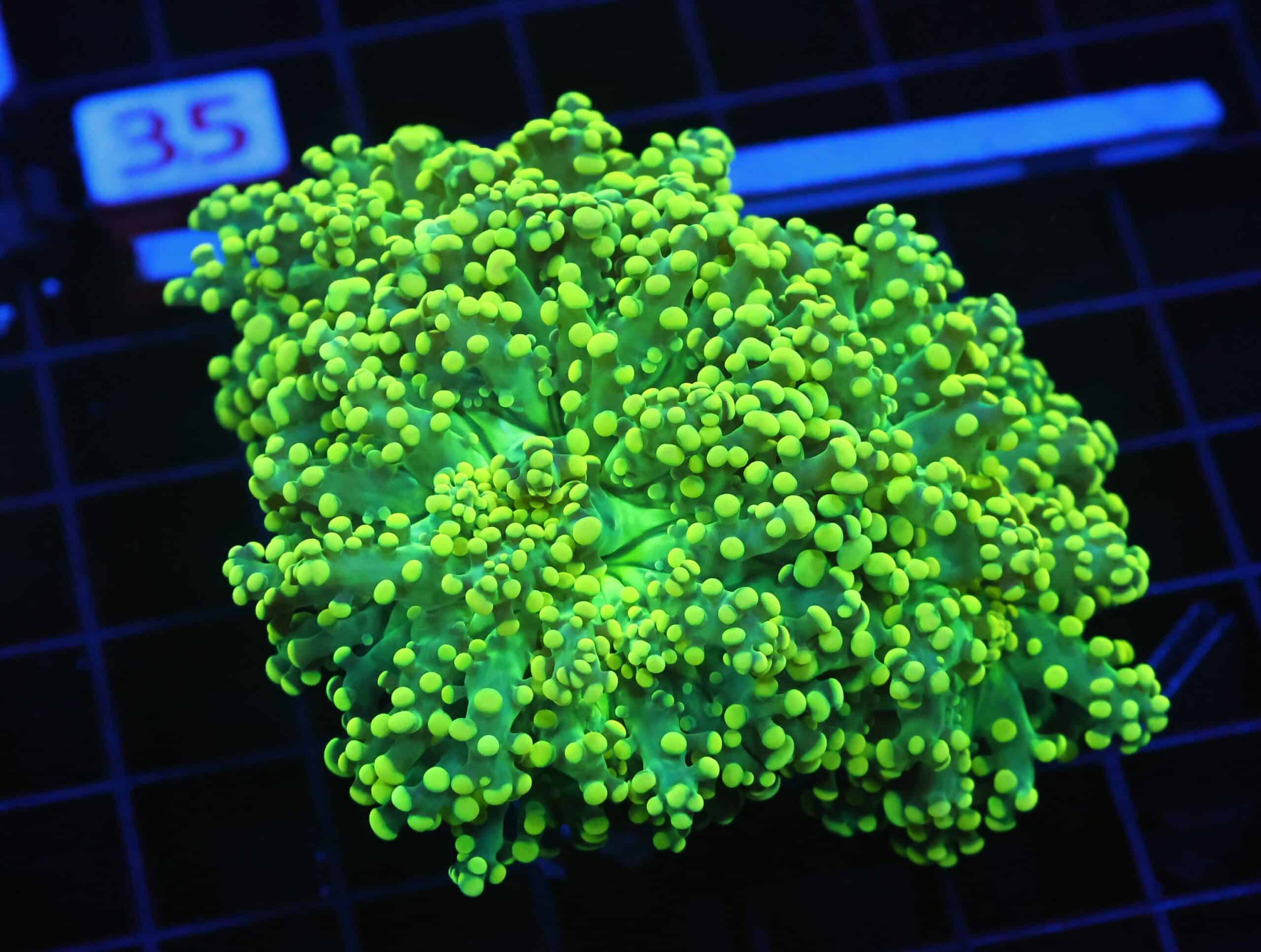 D30 - INDO FROGSPAWN BRANCH GAMMA RAY HEAD