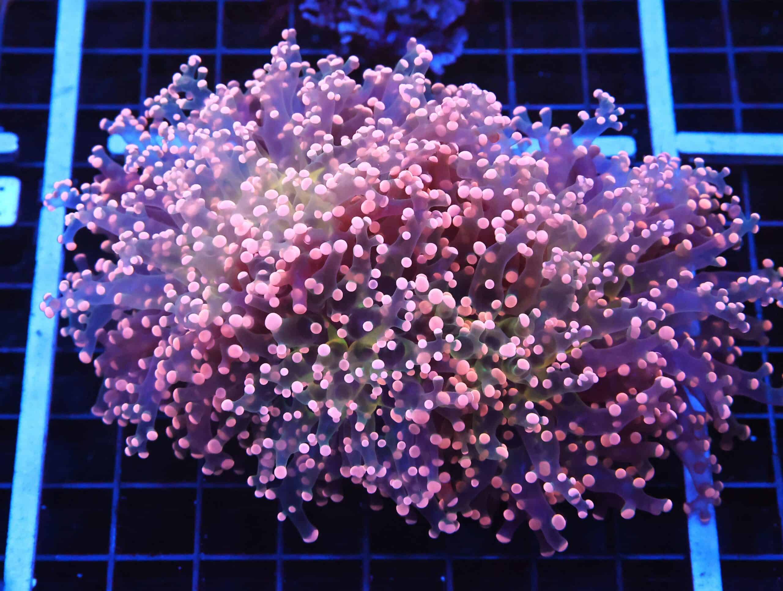 D32 - INDO FROGSPAWN BRANCH PEACH 3 HEAD