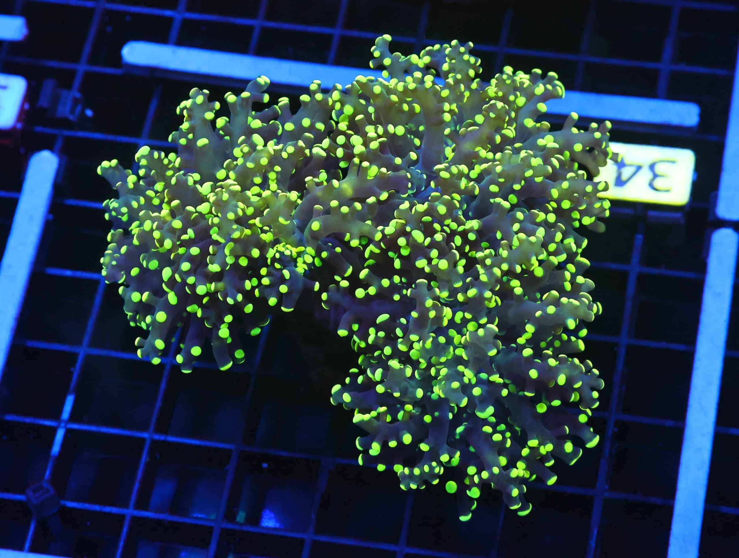 D34 - INDO FROGSPAWN BRANCH GAMMA RAY 3 HEAD