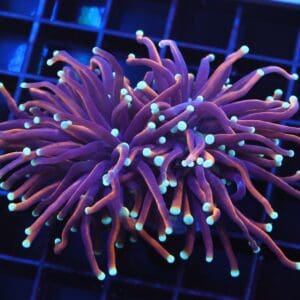 D39 - INDO TORCH GOLD VARIANT 2 HEAD