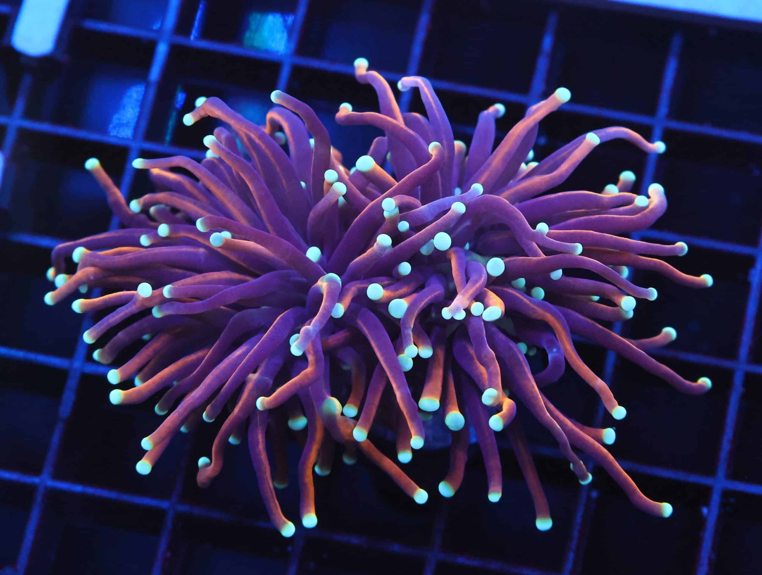 D39 - INDO TORCH GOLD VARIANT 2 HEAD