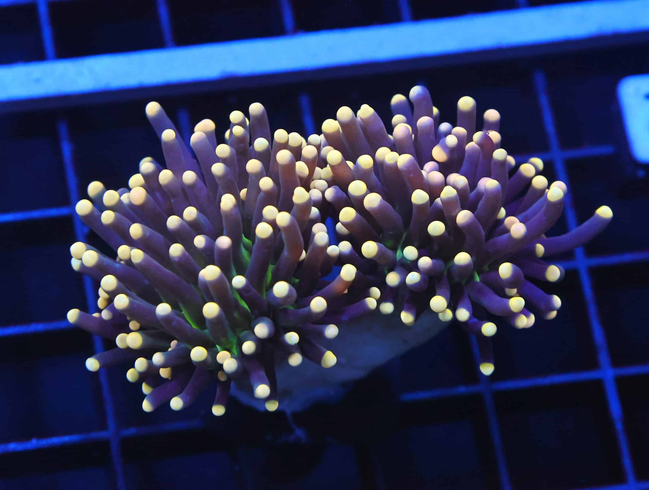 D42 - INDO TORCH BLACK LIGHT 2 HEAD