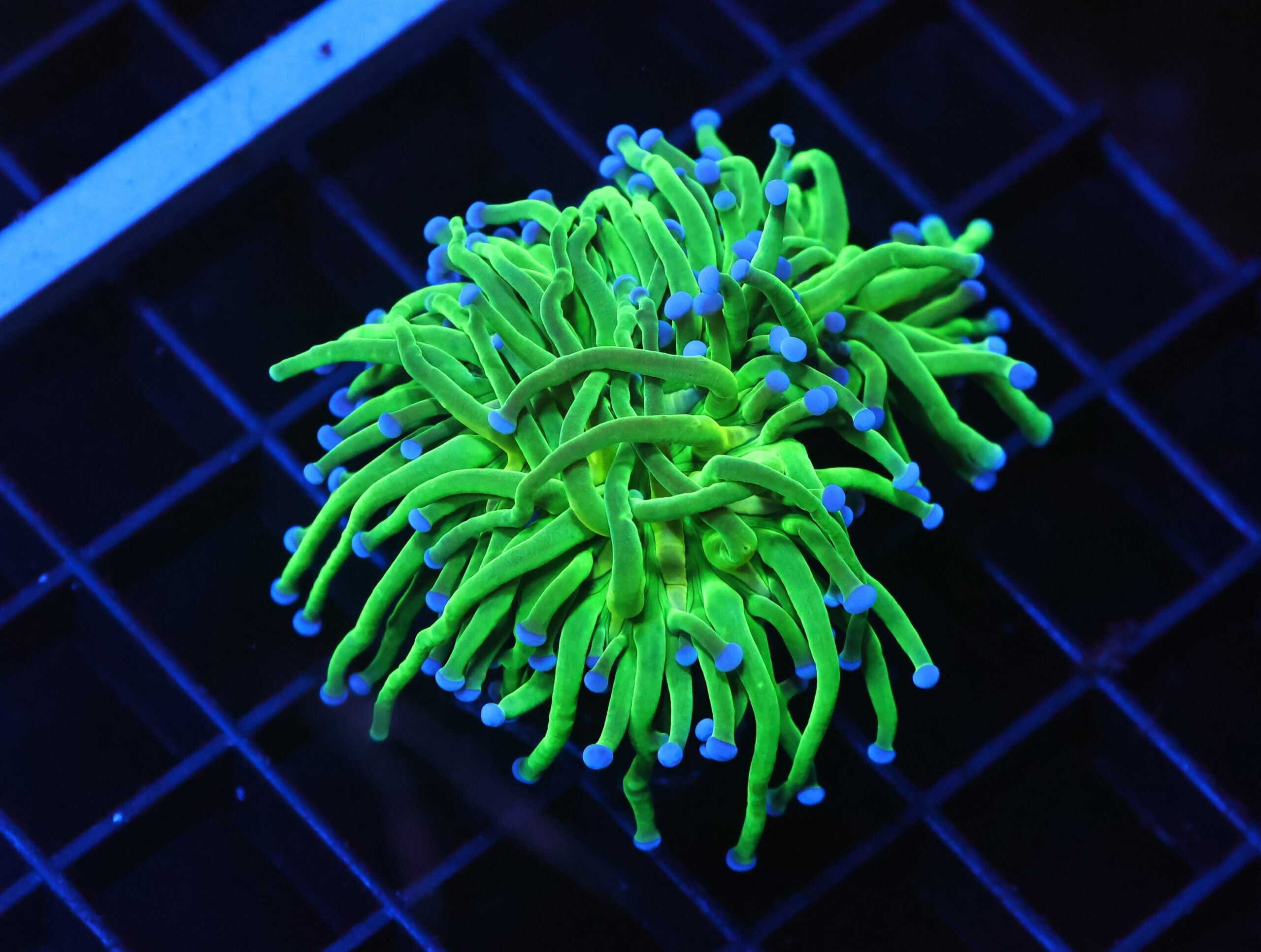 D41 - INDO TORCH TODDS 1 HEAD