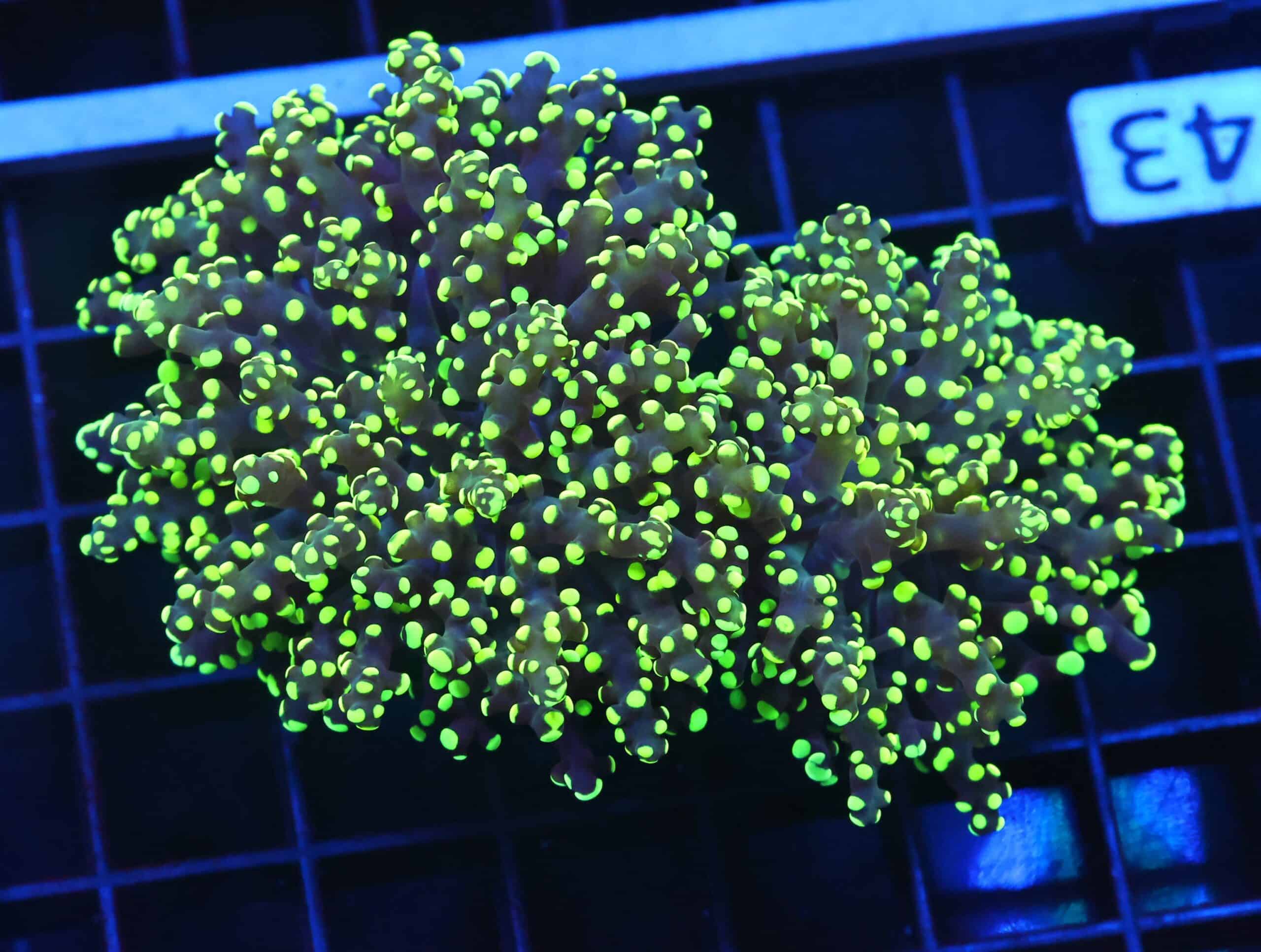 D43 - INDO FROGSPAWN BRANCH GAMMA RAY 2 HEAD