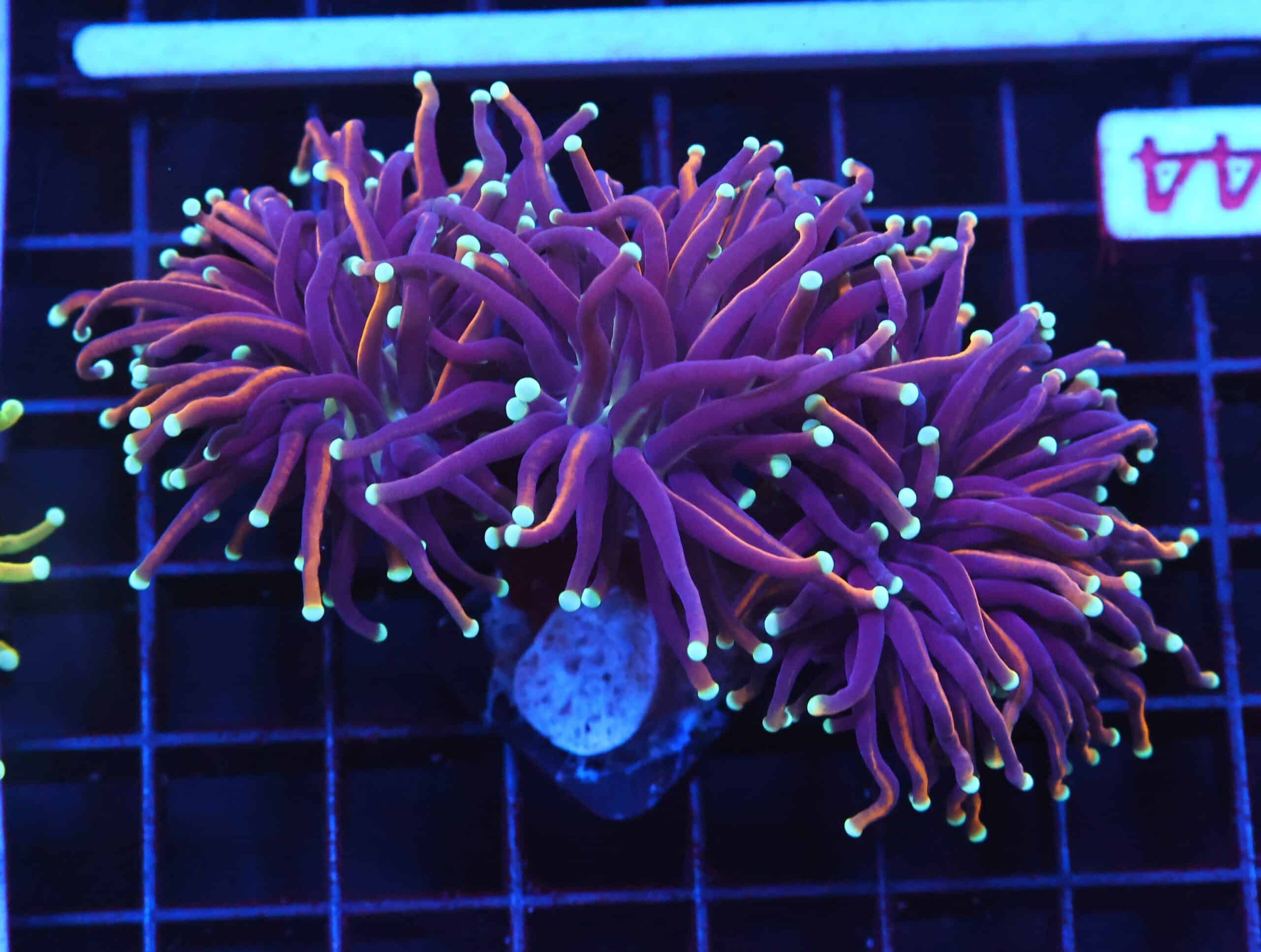 D44 - INDO TORCH GOLD VARIANT 3 HEAD