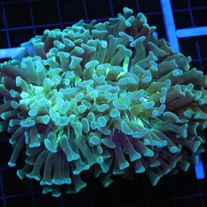 D47 - INDO HAMMER WALL METALLIC