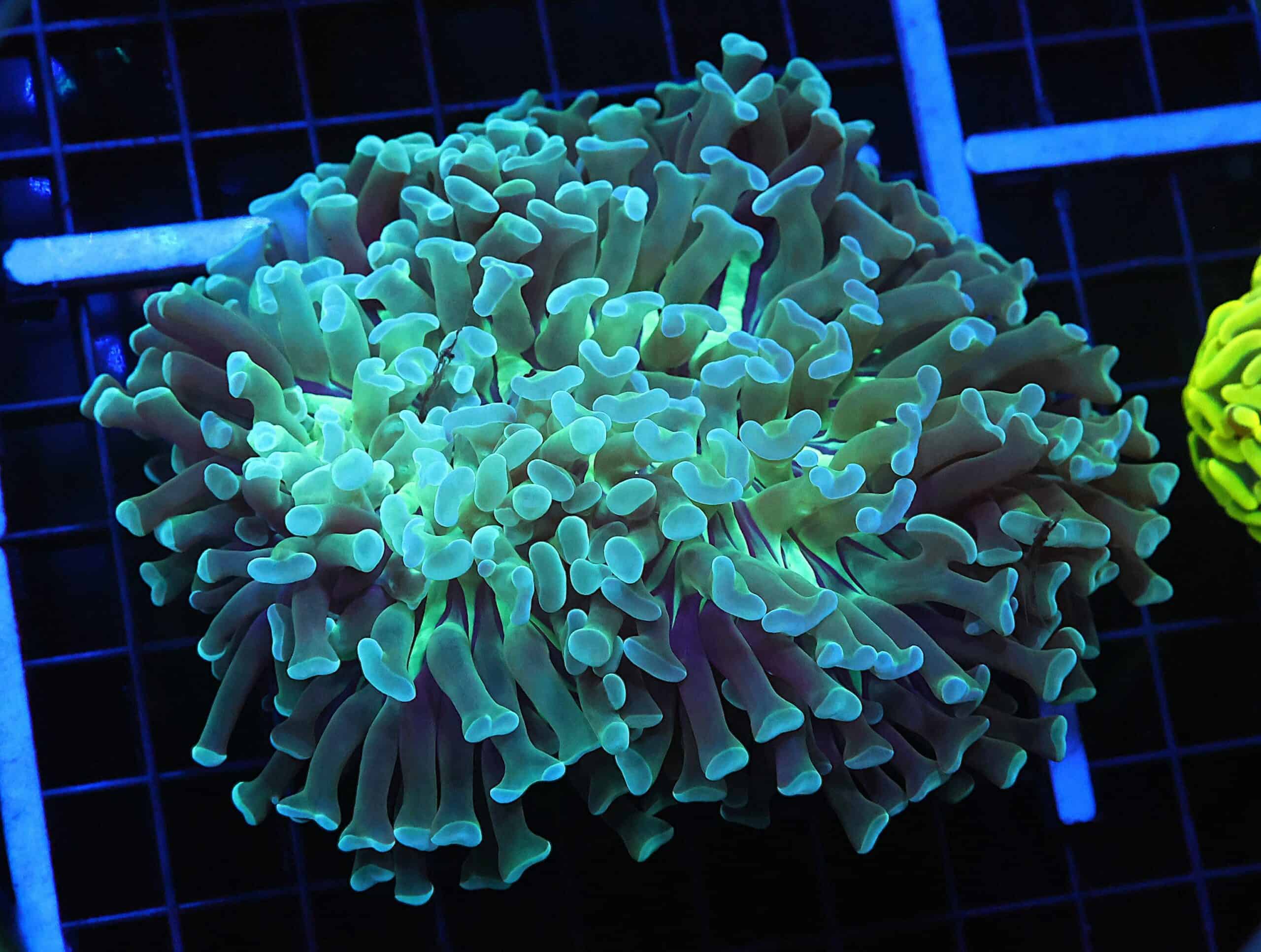 D47 - INDO HAMMER WALL METALLIC