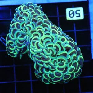 D50 - INDO HAMMER WALL GOLD STEM