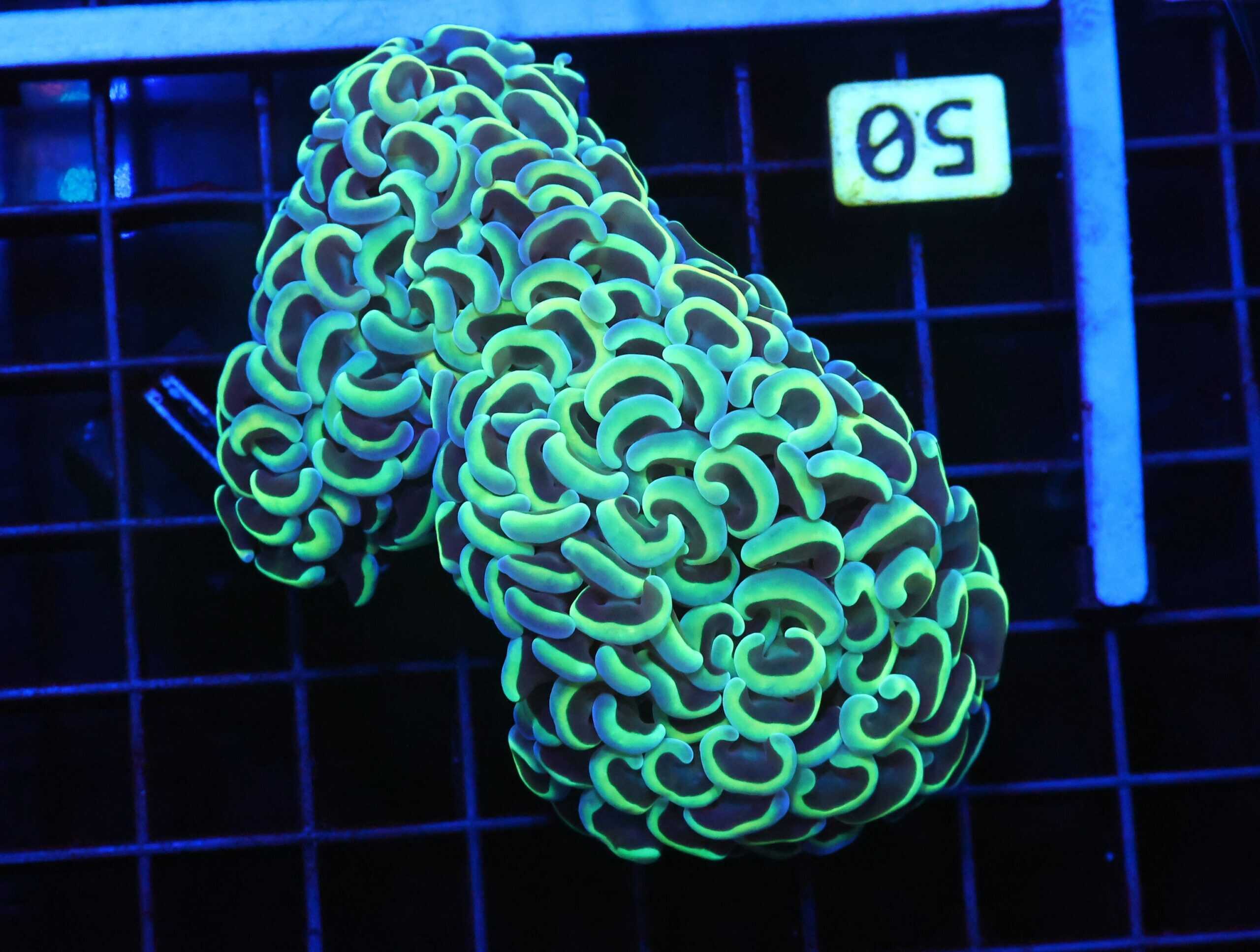 D50 - INDO HAMMER WALL GOLD STEM